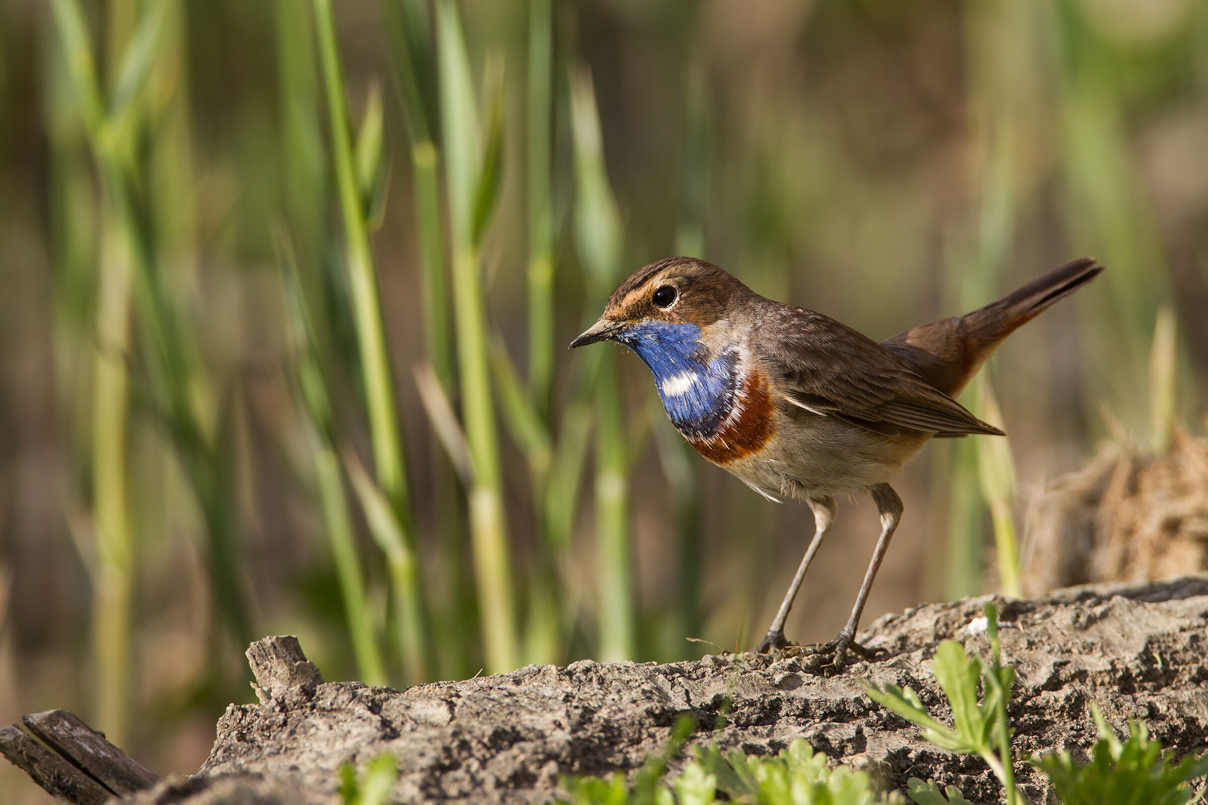 Pettazzurro (Luscinia svecica) - Bluethroat