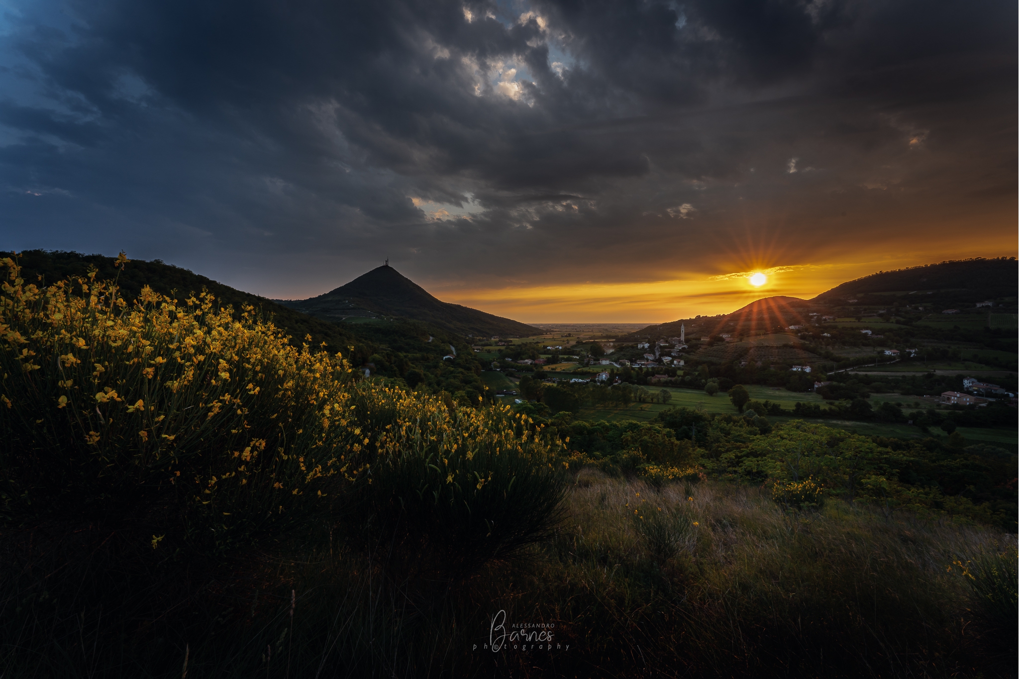 Fioritura ginestre sui colli Euganei