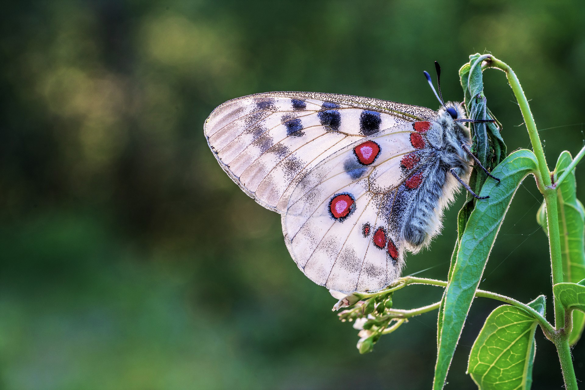 Apollo Twenty-twenty