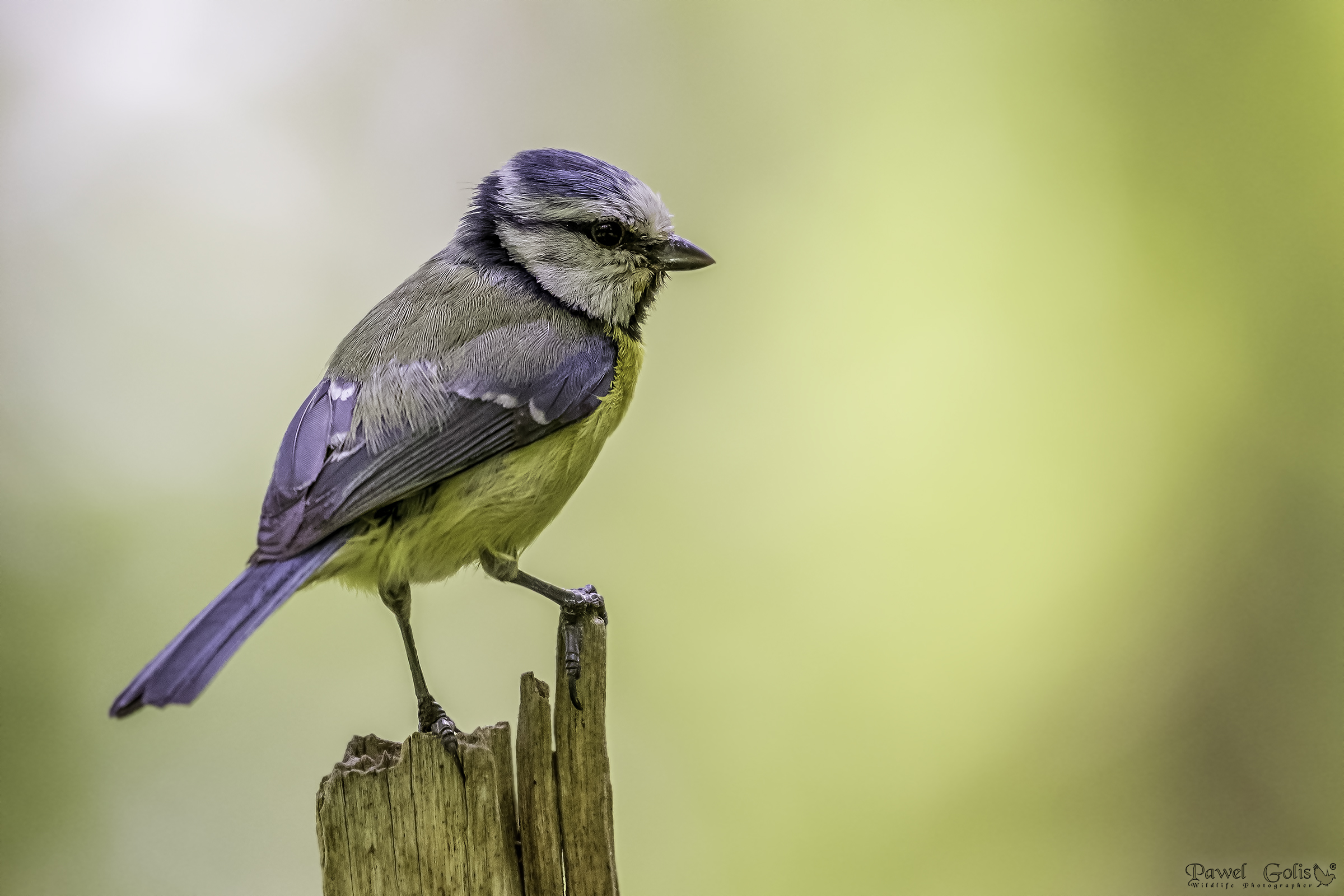 Tit blu eurasiatico (Cianistes caeruleus)