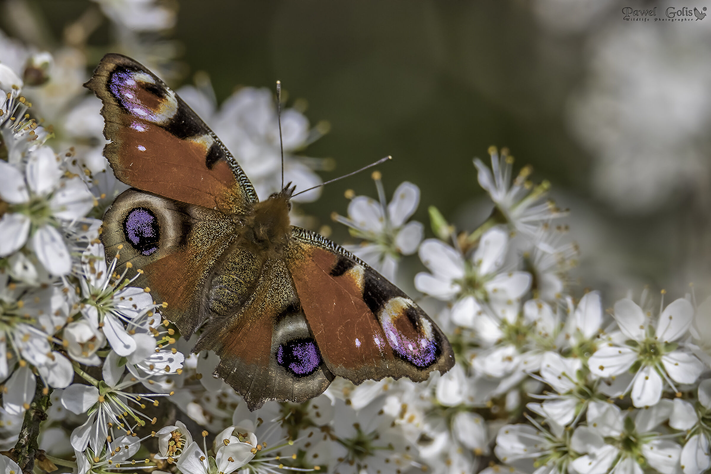 Pavone europeo (Aglais io)