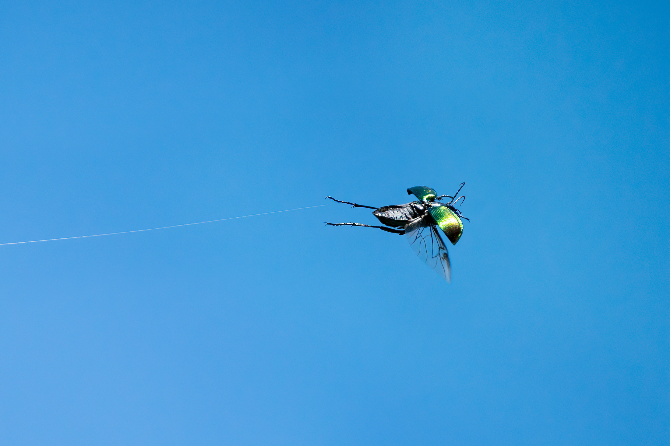 Golden cetonia in flight