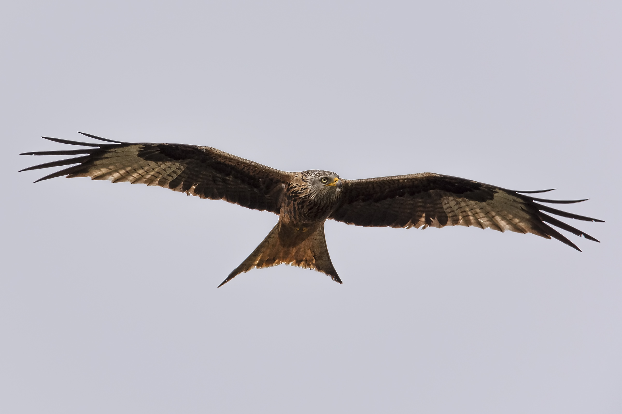Real kite