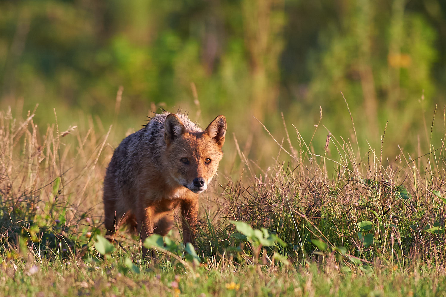 Golden Jackal