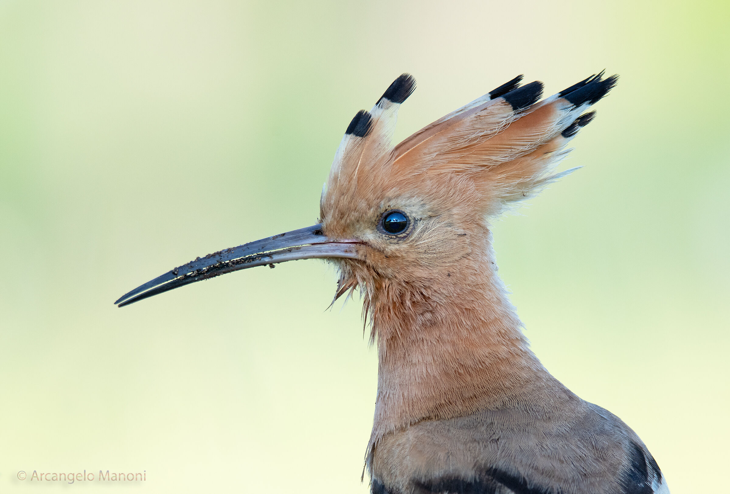 Upupa: il paesaggio nei tuoi occhi