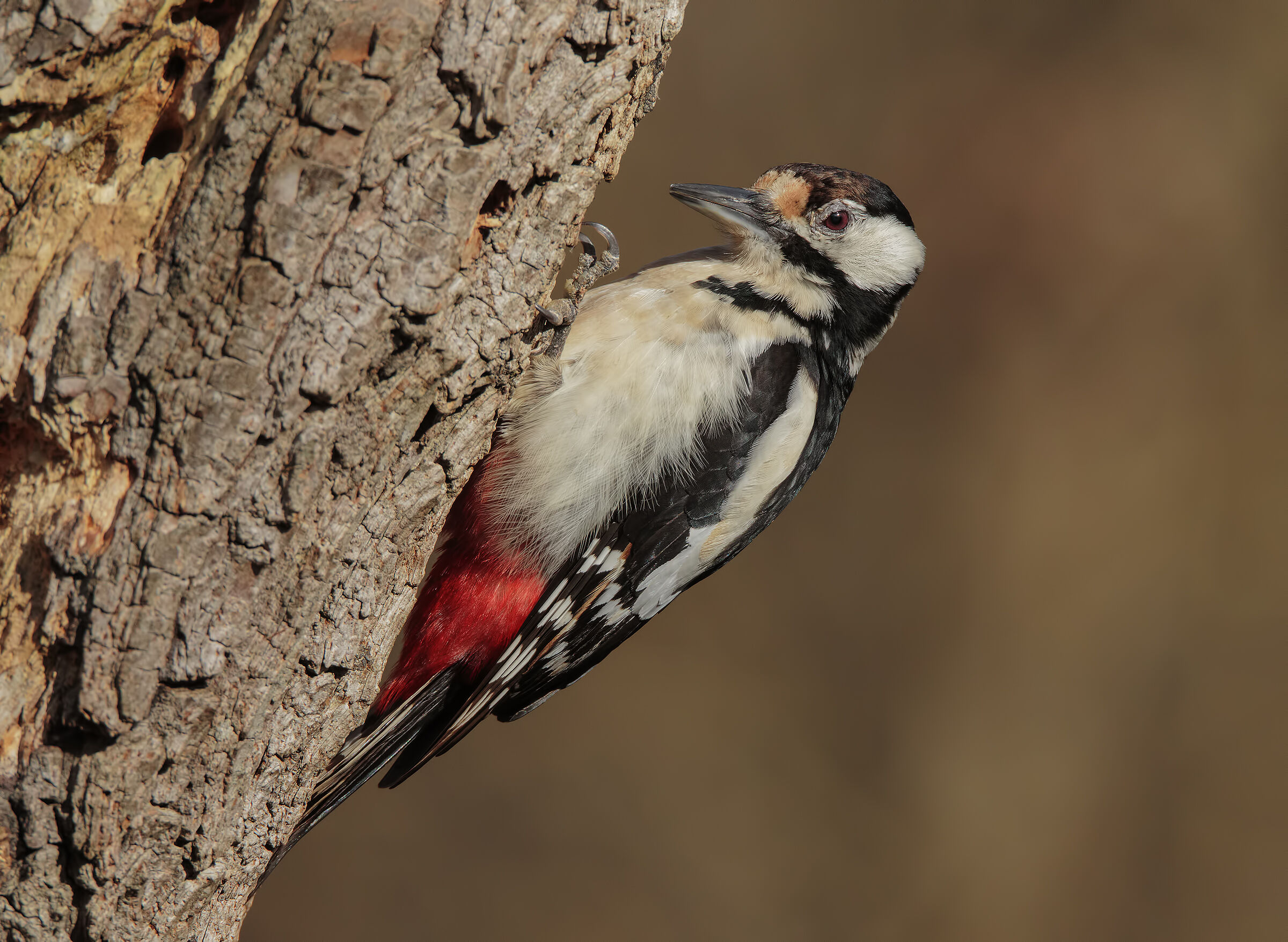 Picchio Rosso Maggiore (F)