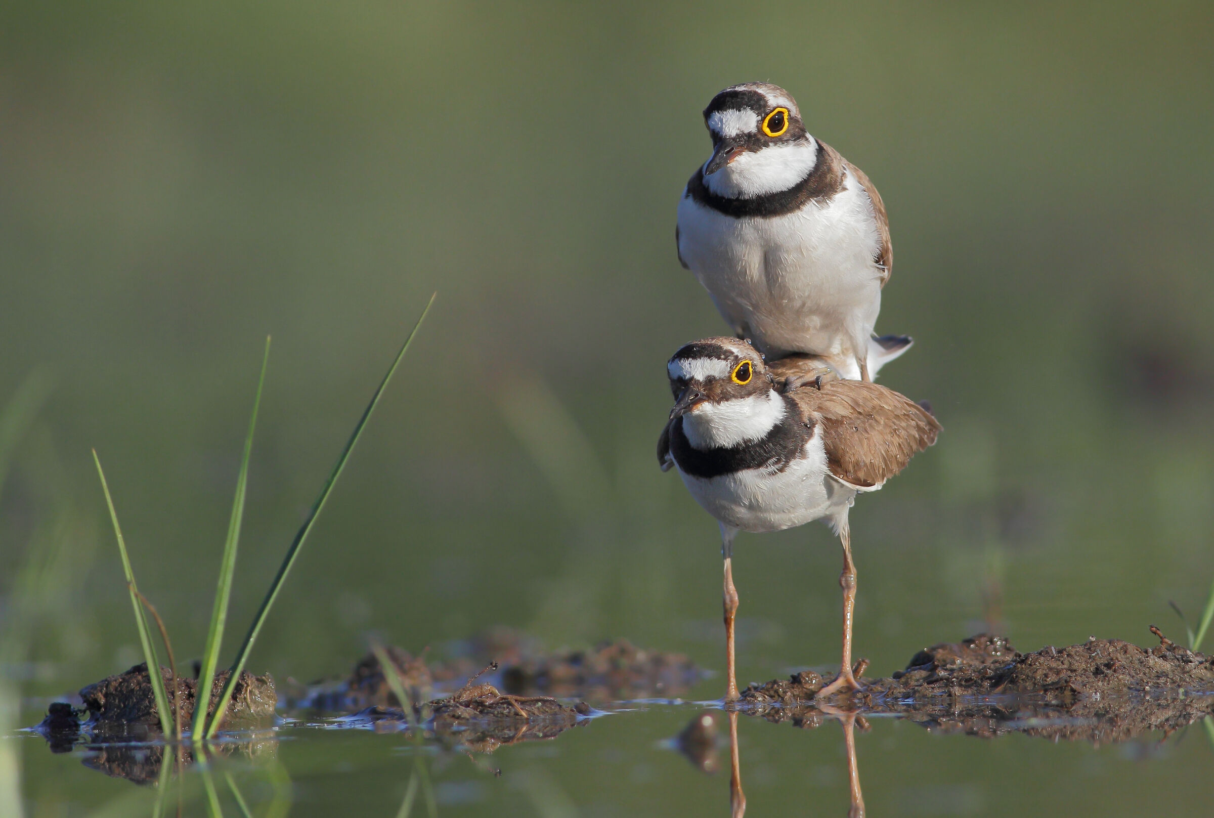 Accoppiamento corrieri piccoli