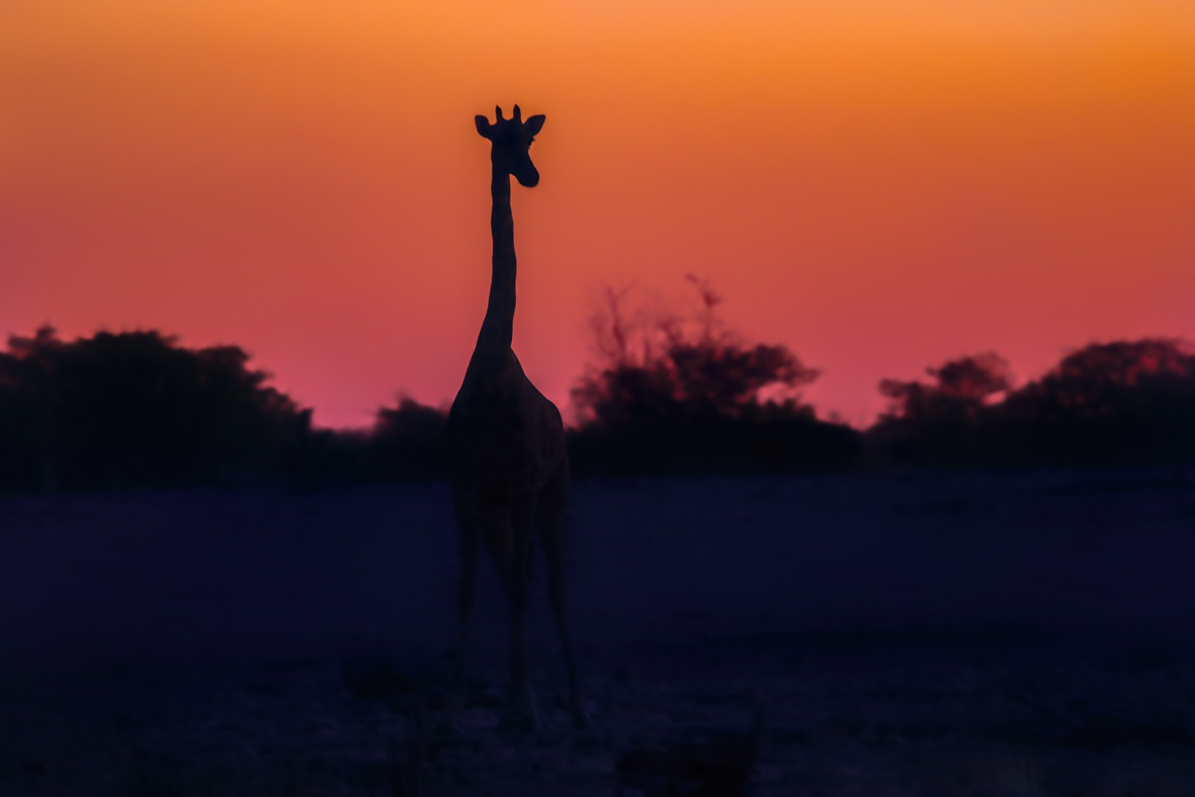 scende la notte a Etosha