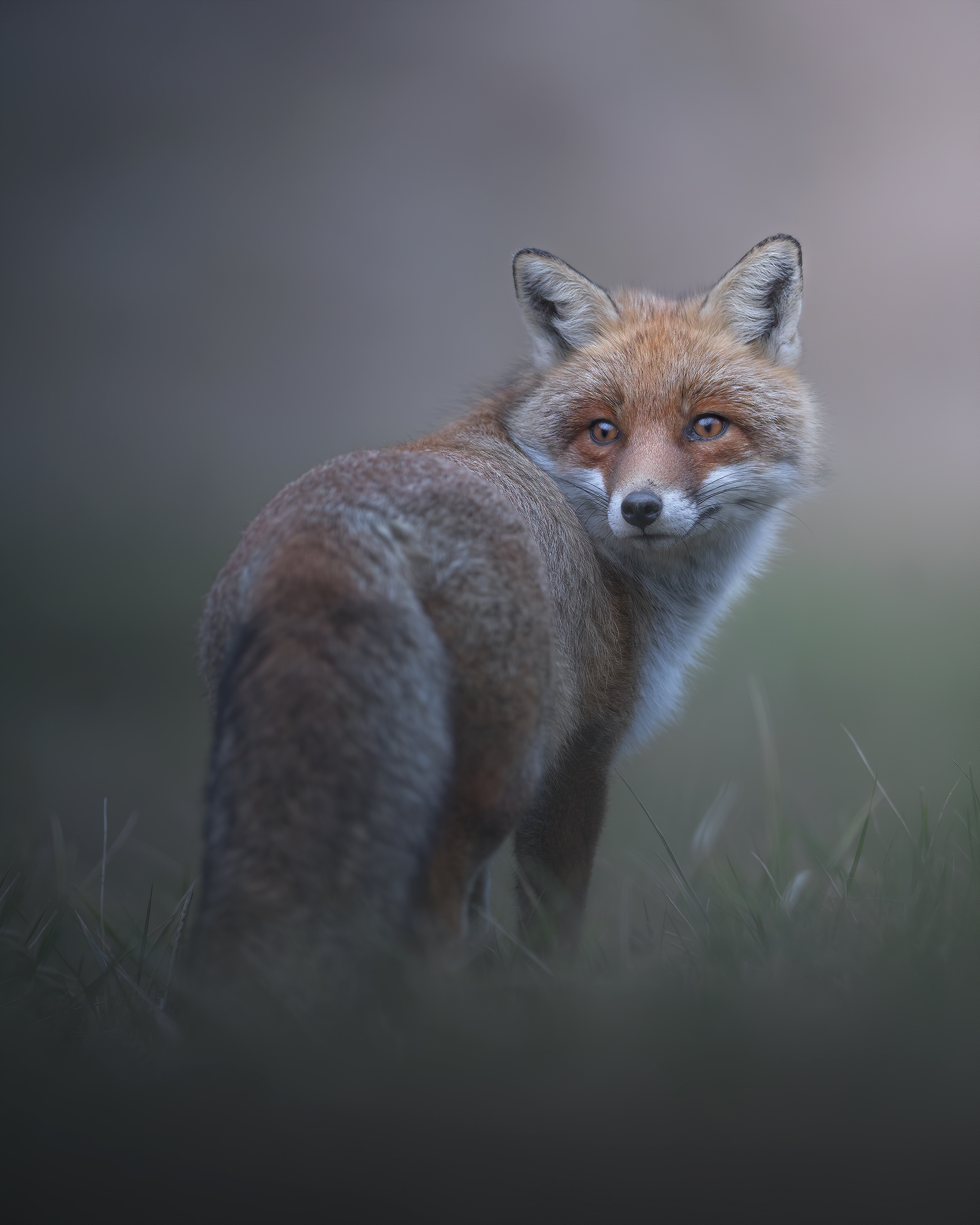 La bellezza delle volpi