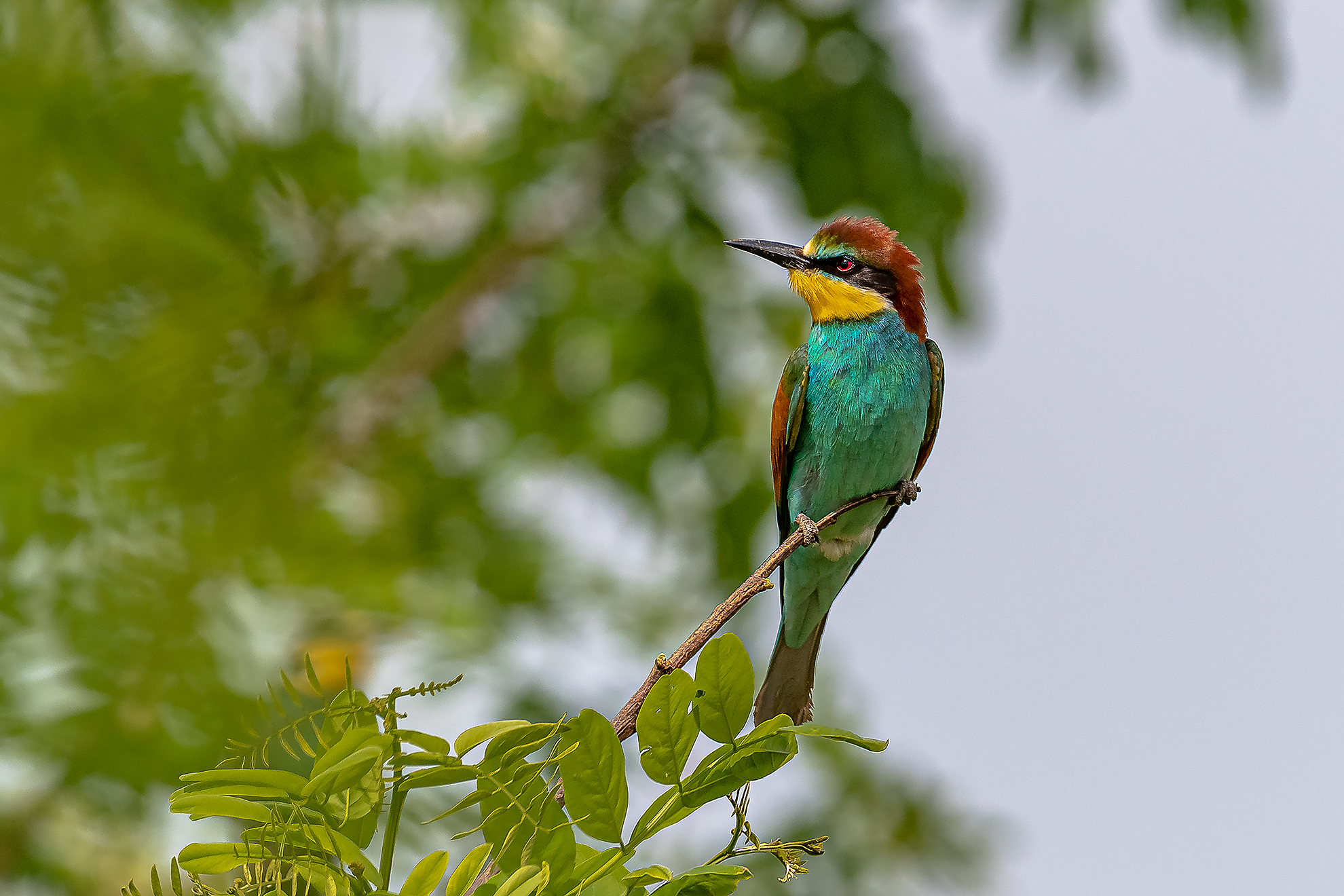 Bee-eater