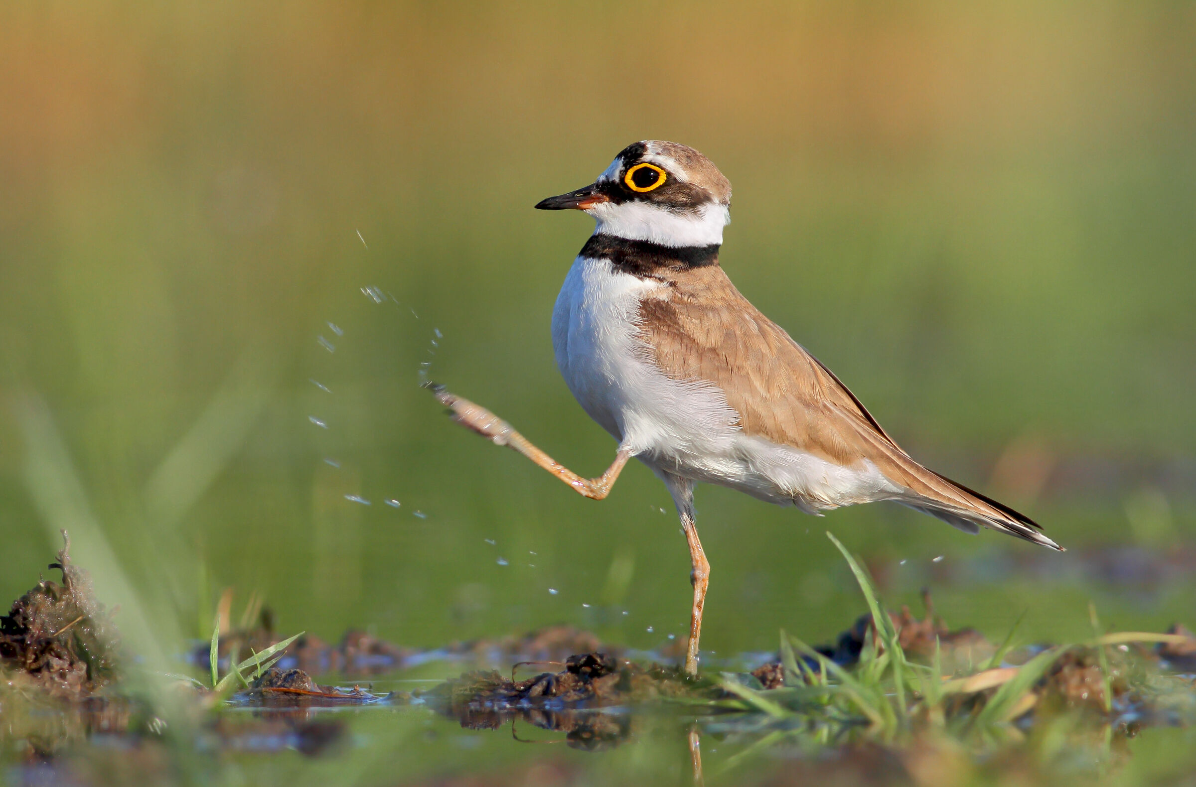 Preliminari accoppiamento