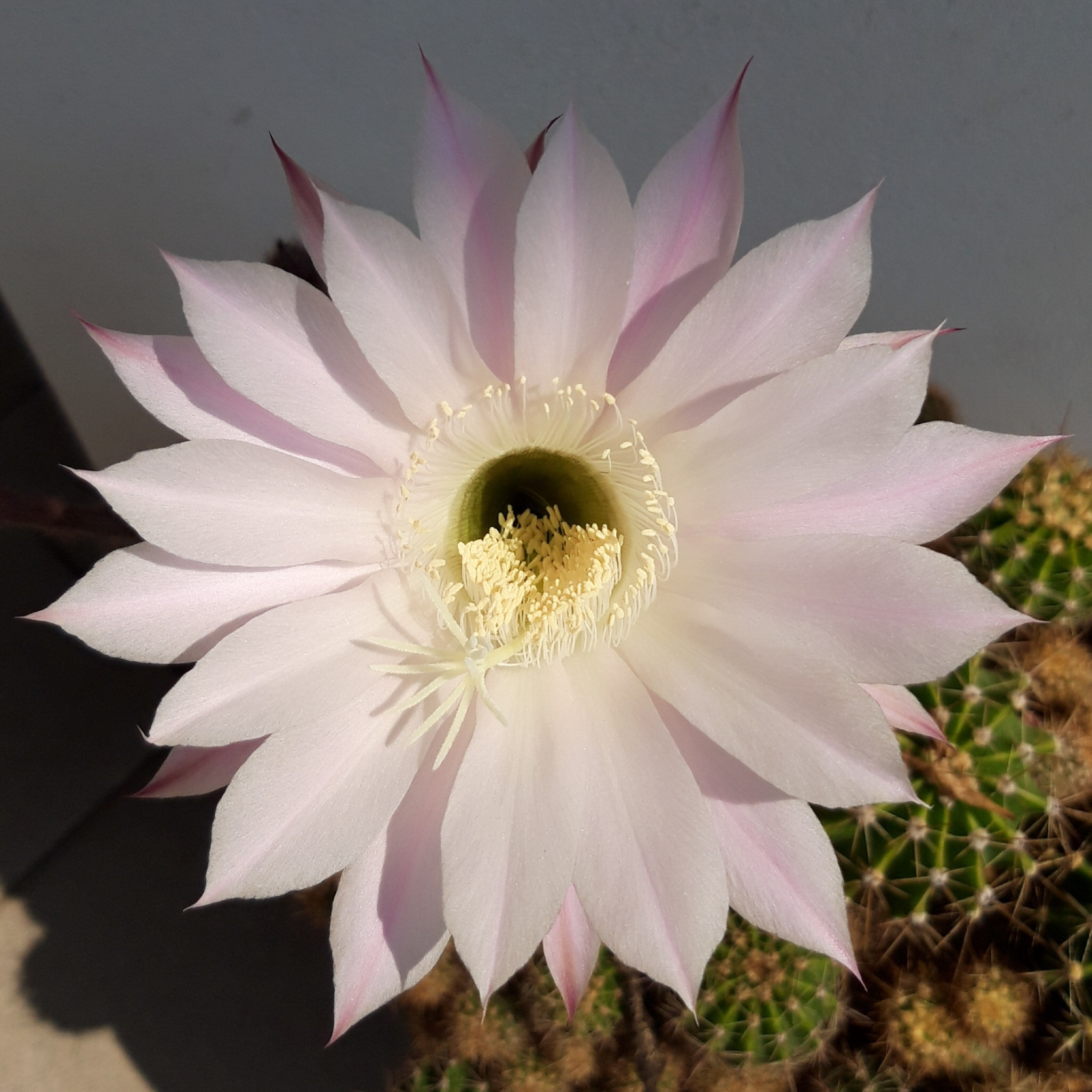 Just for a day......