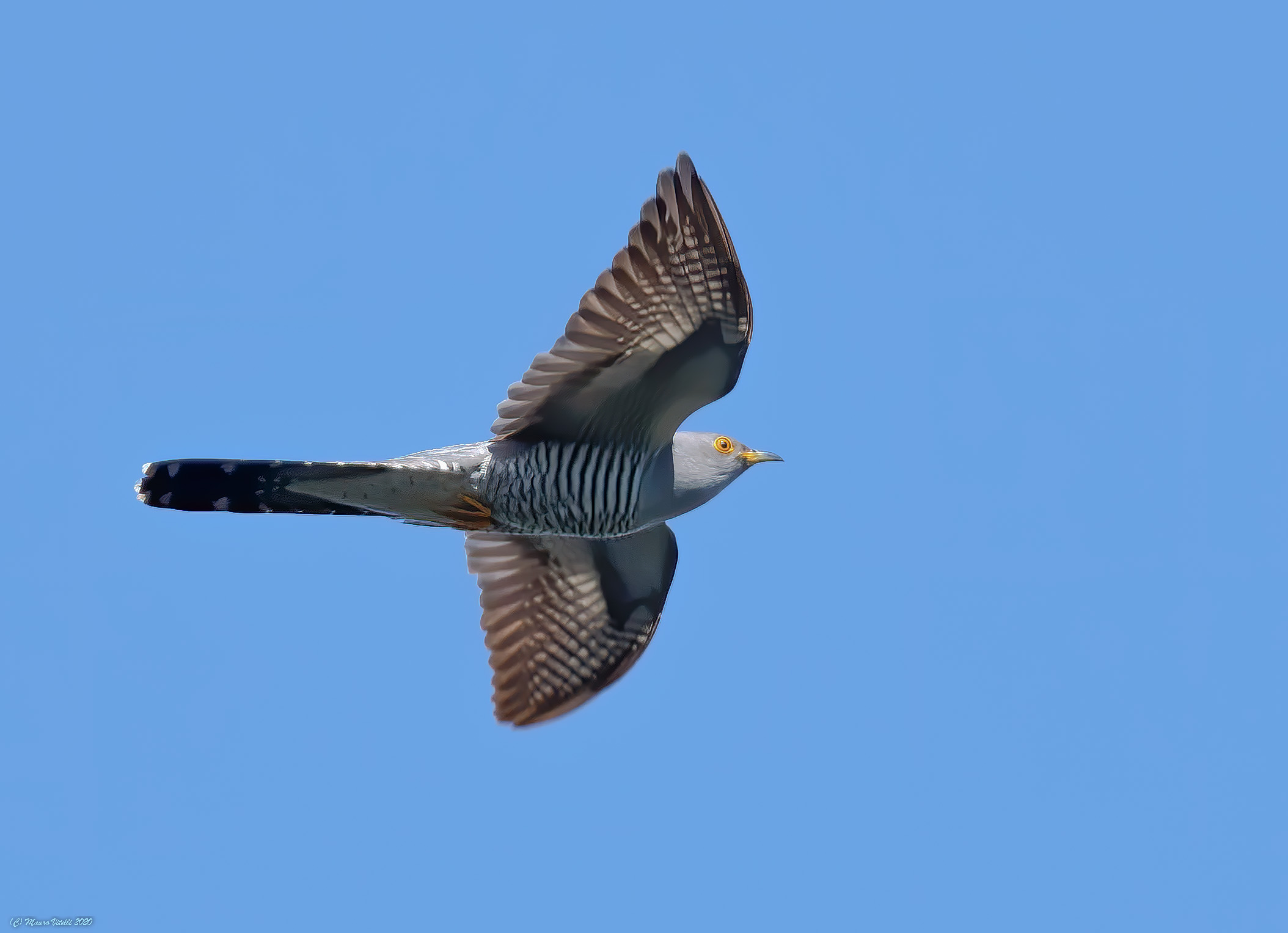 Cuckoo (Cuculus canorus)