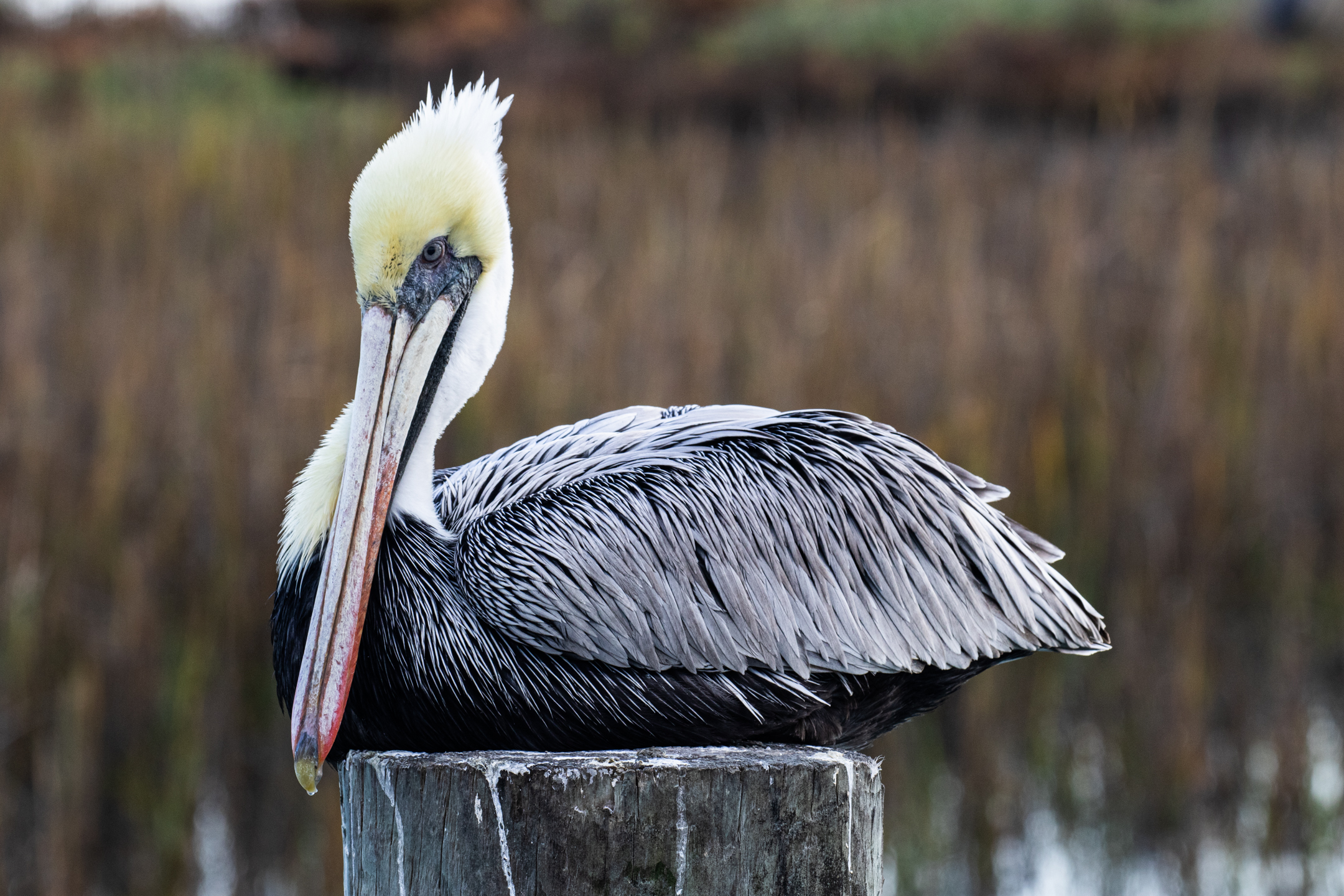 Brown Pelican
