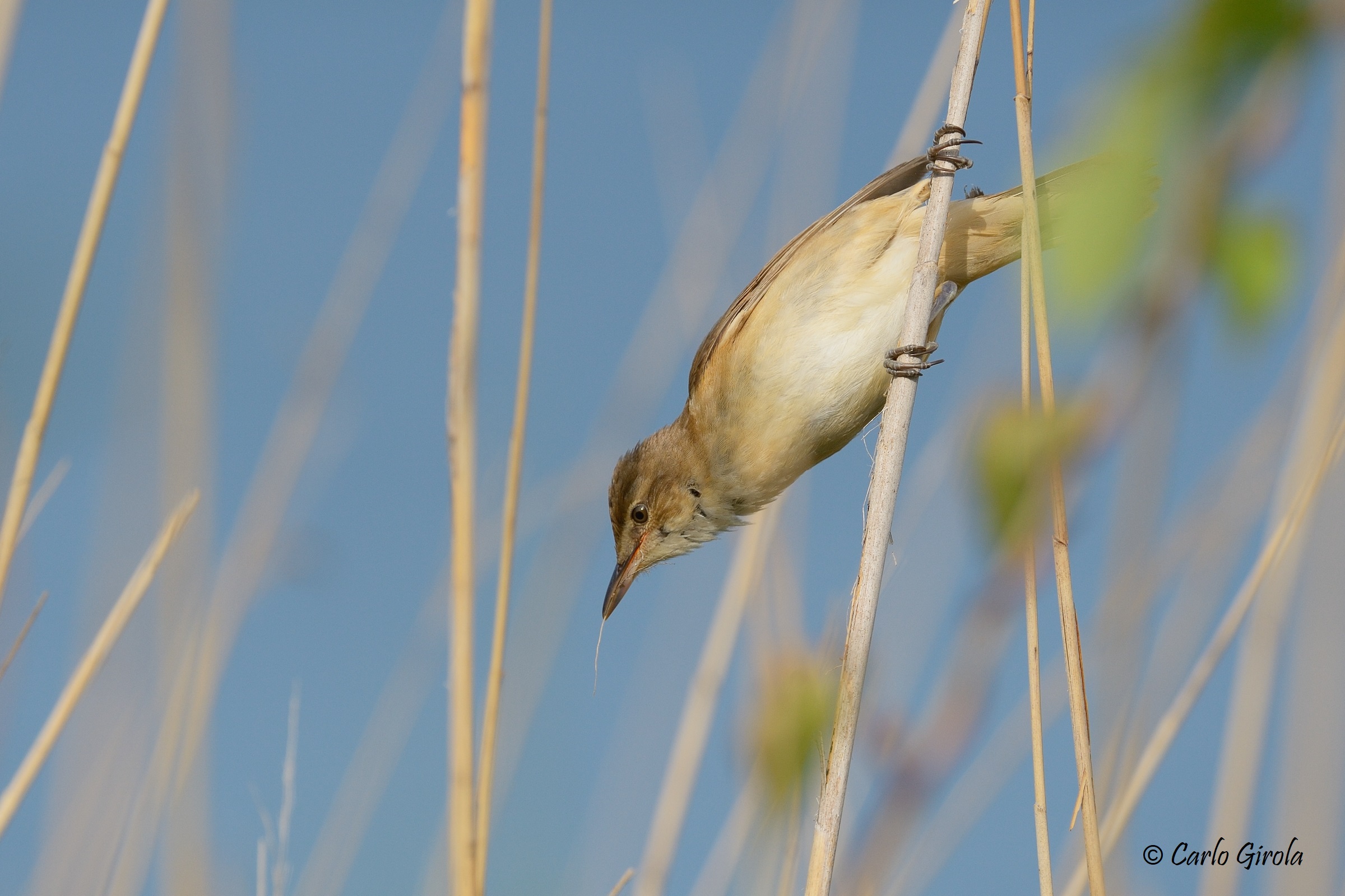 Acrocephalus arundinaceus