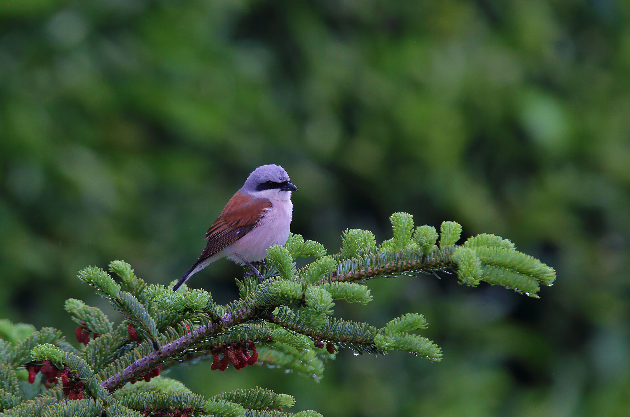 Averla piccola maschio