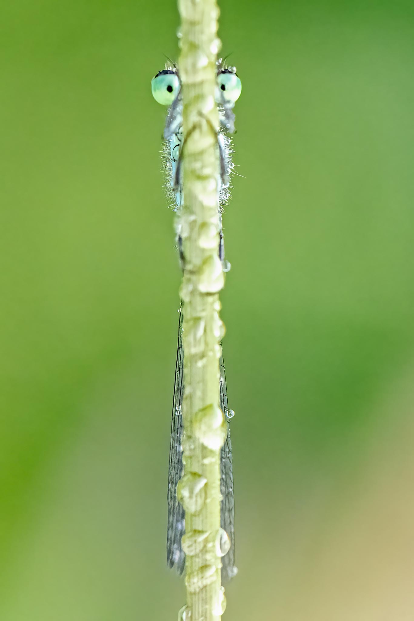 L'umano non mi vedrà mai