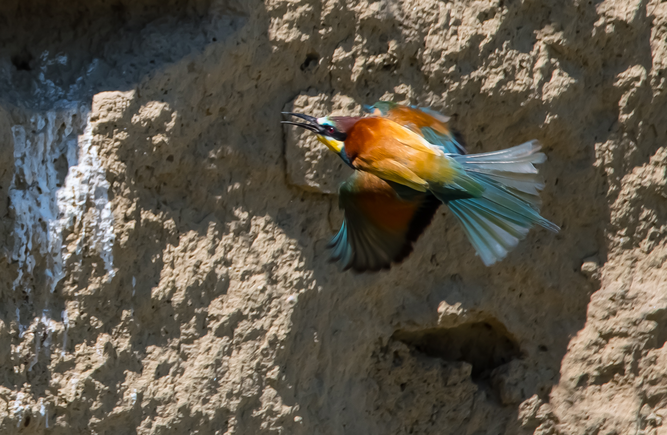 Bee-eater