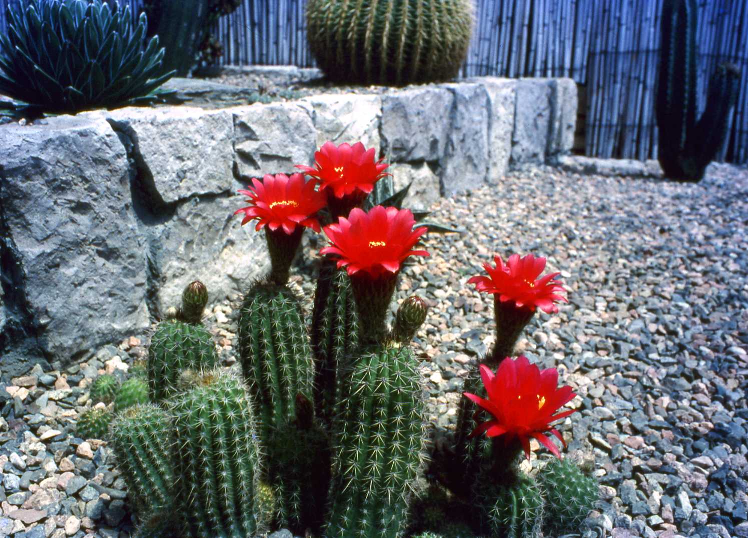 Fioritura in Sardegna