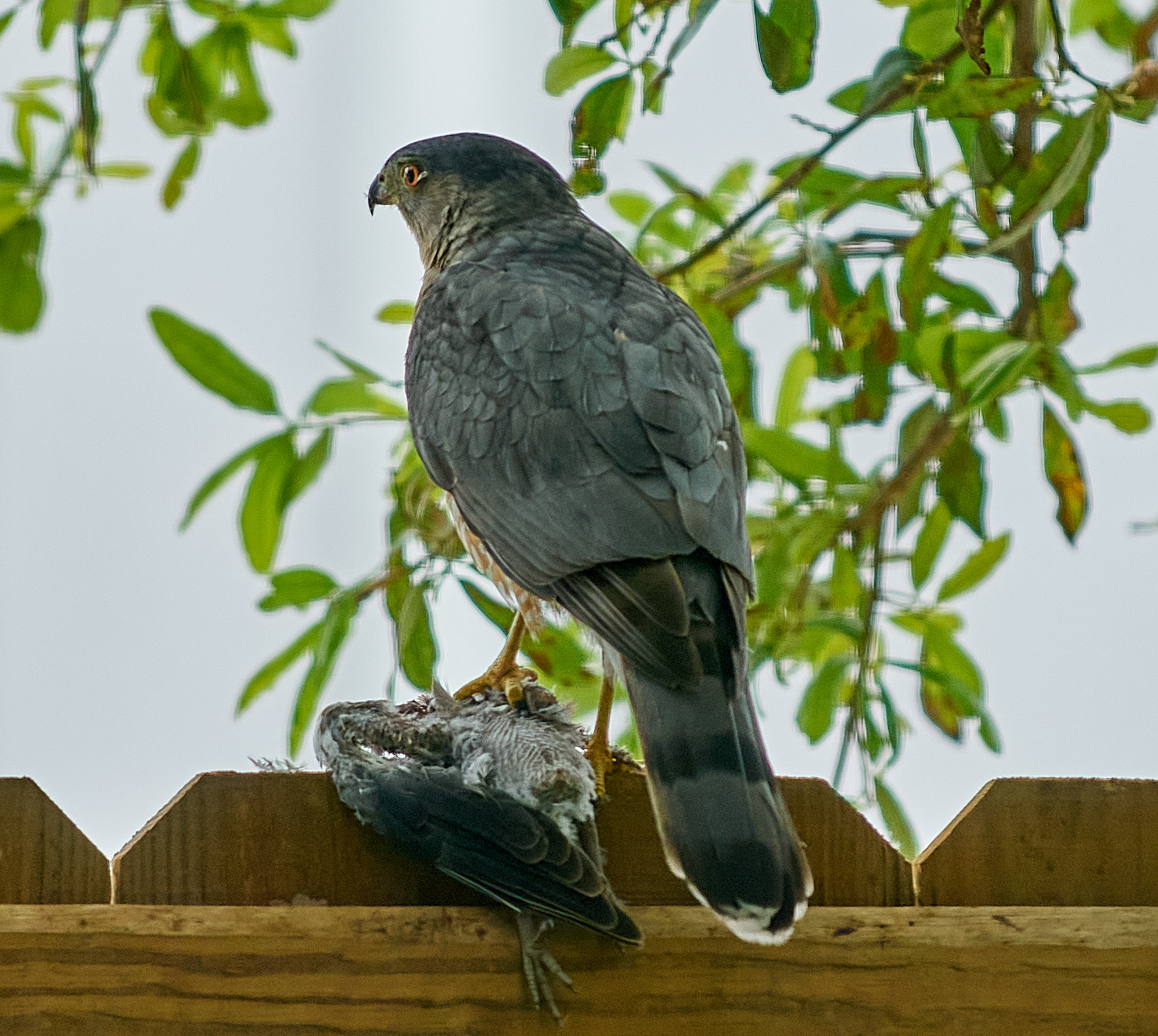 Il vincitore prende tutto...