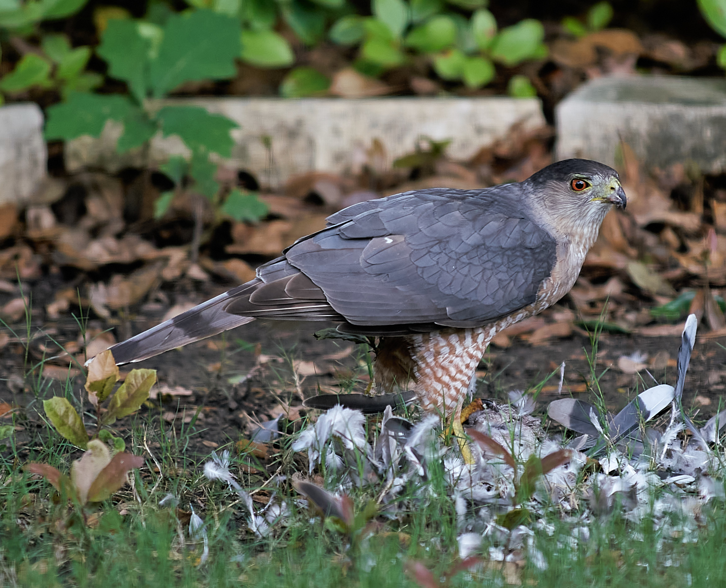 Dramma nel mio cortile