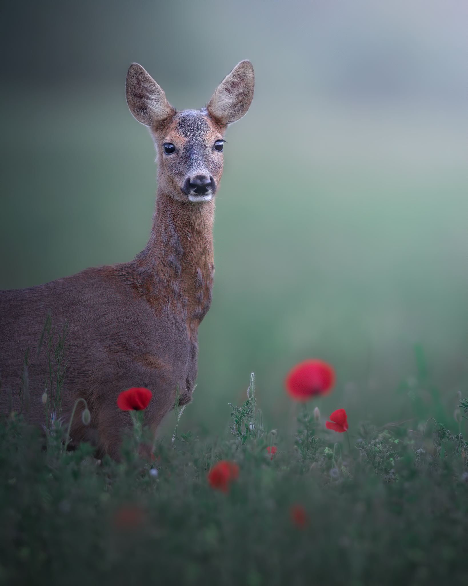 Roe Deer, New