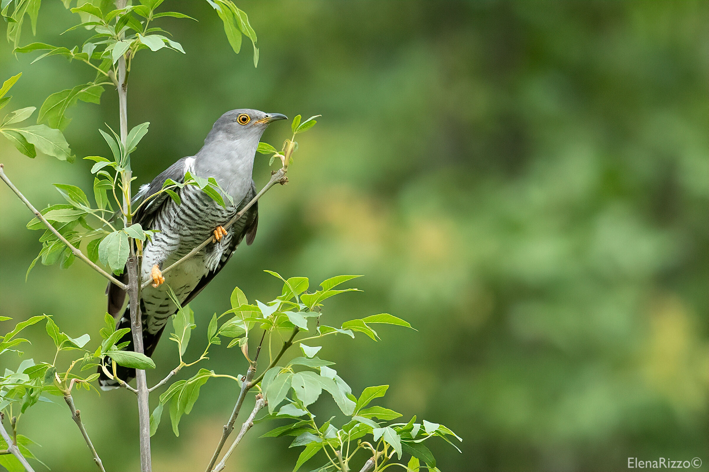Cuckoo