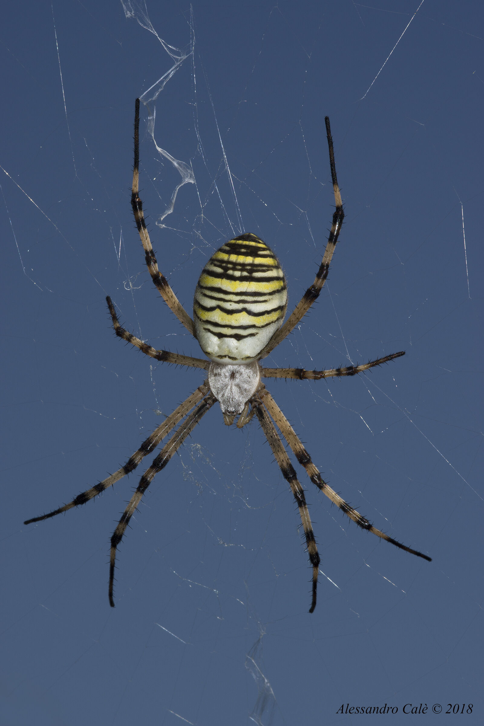Argiope bruennichi (Epeira fasciata) 1295