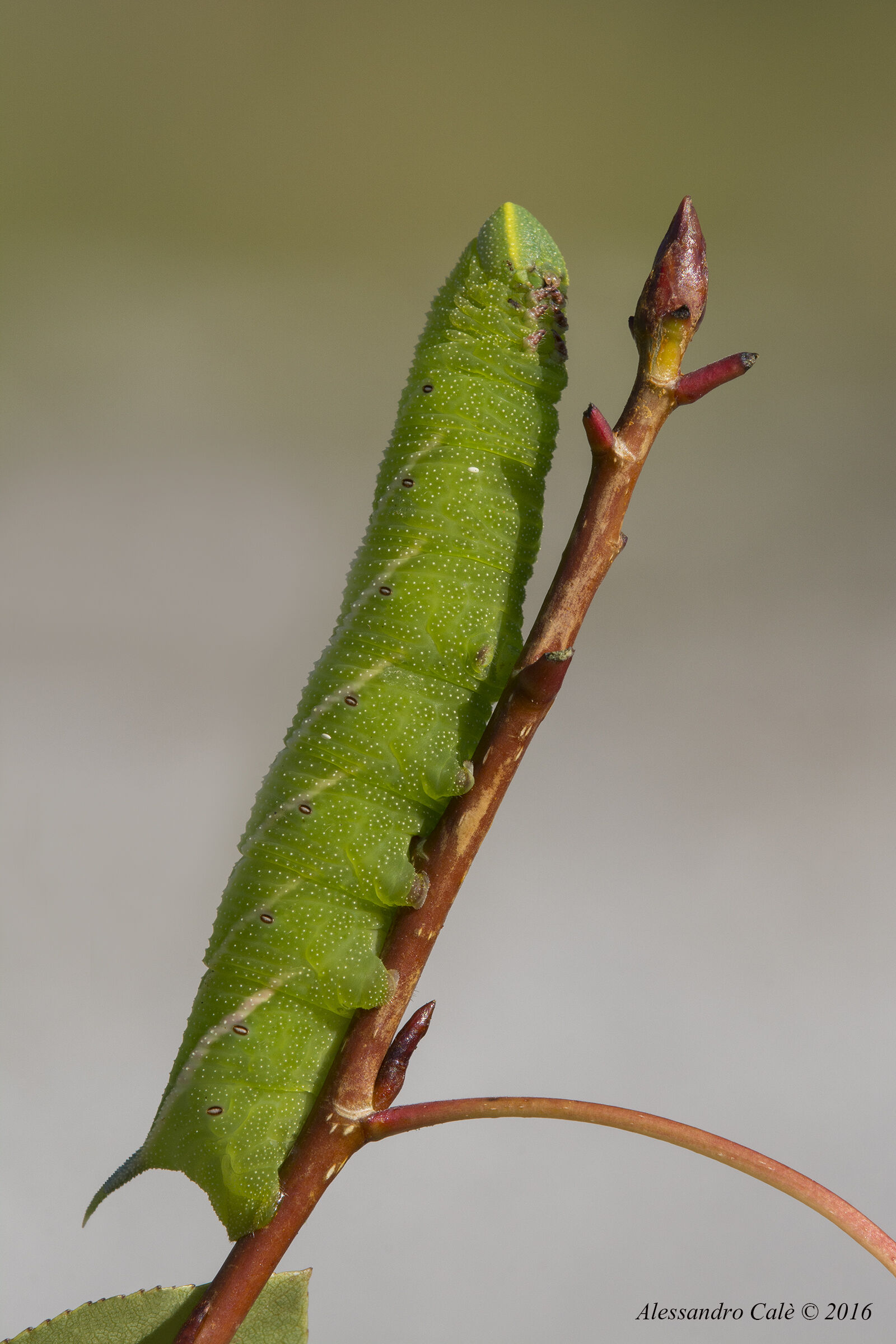 Sphinx ligustri (Sfinge del ligustro) 9557