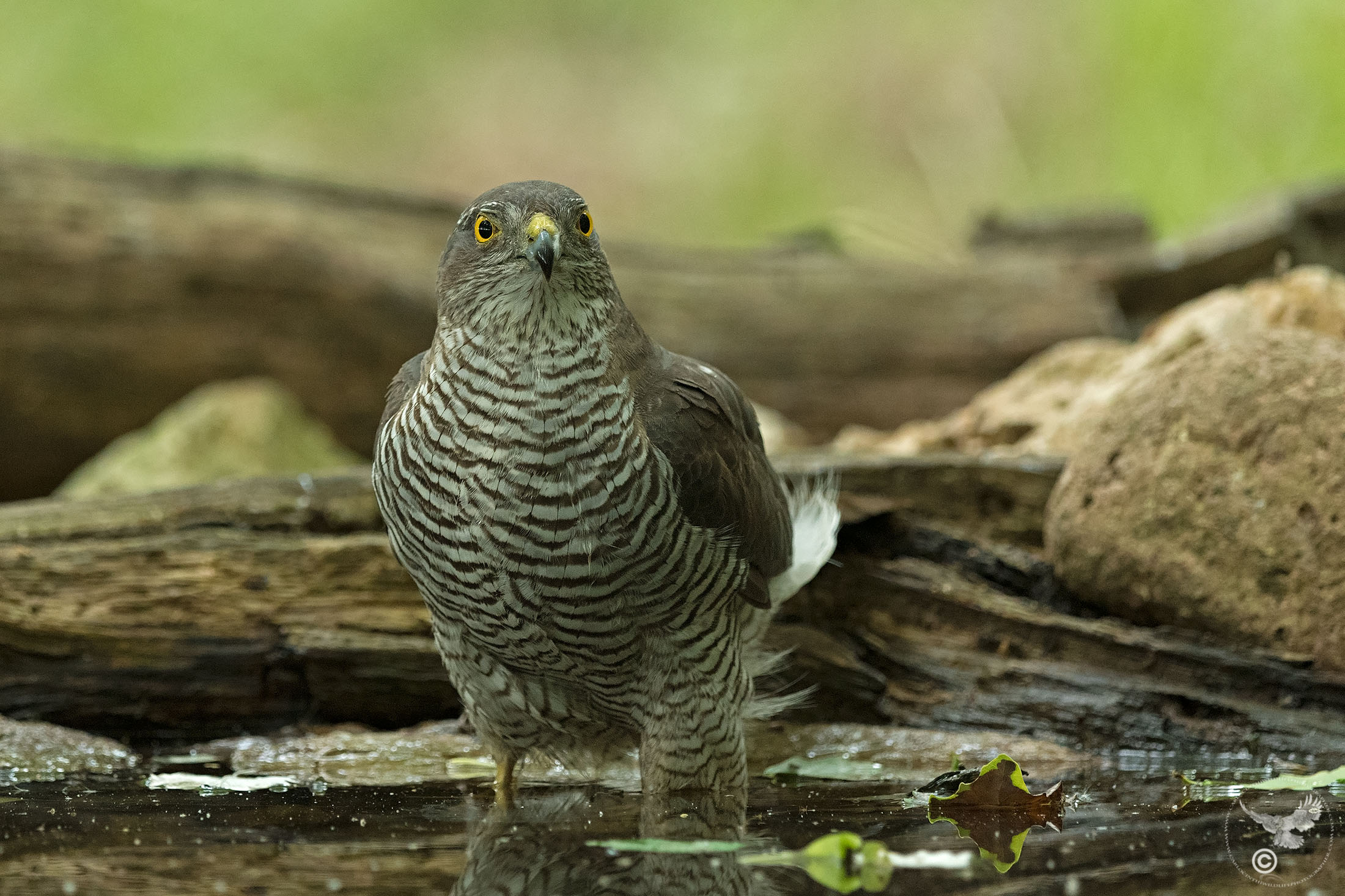 Sparviere femmina - Capanno bosco km 0