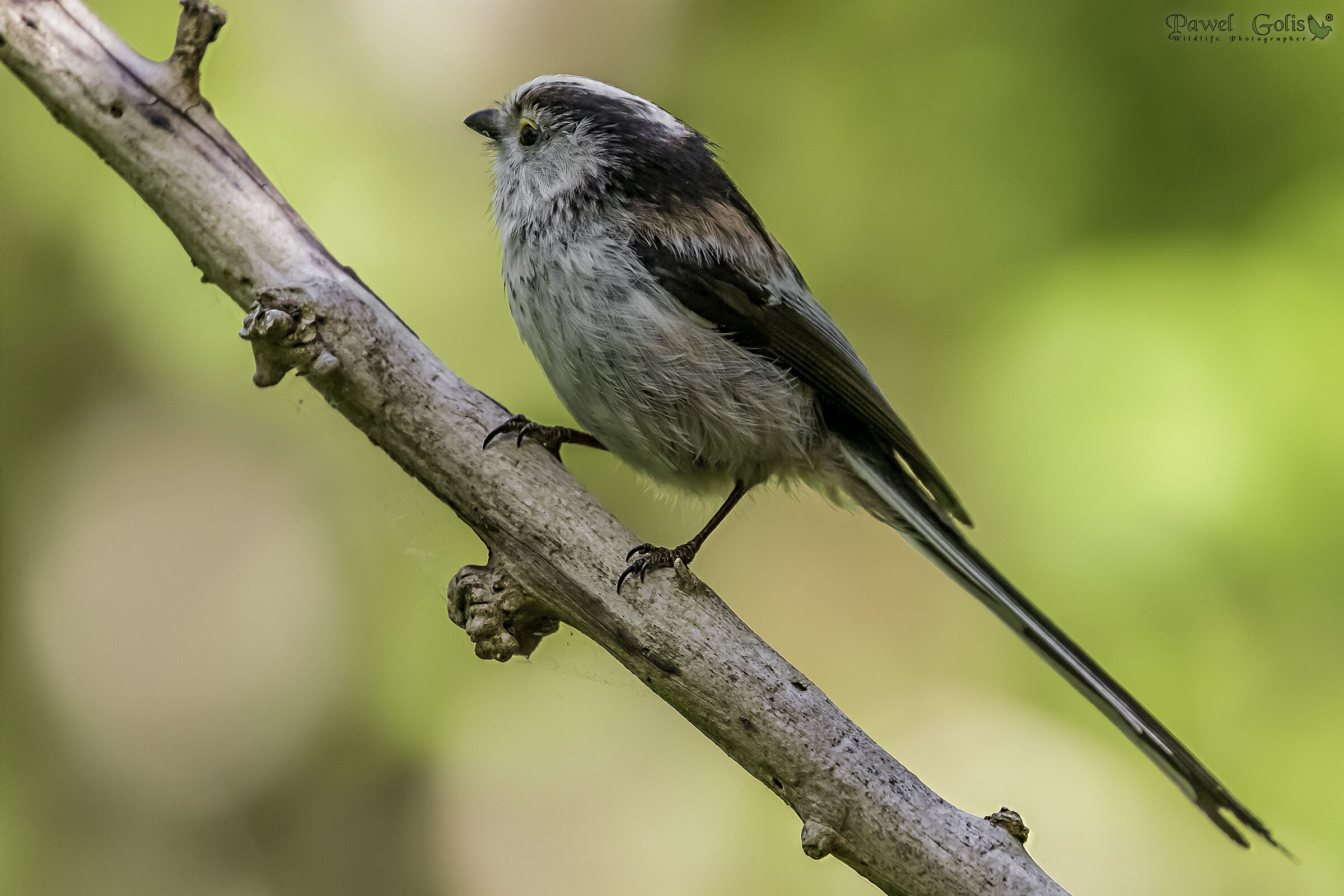 Bushtit dalla coda lunga (Aegithalos caudatus)