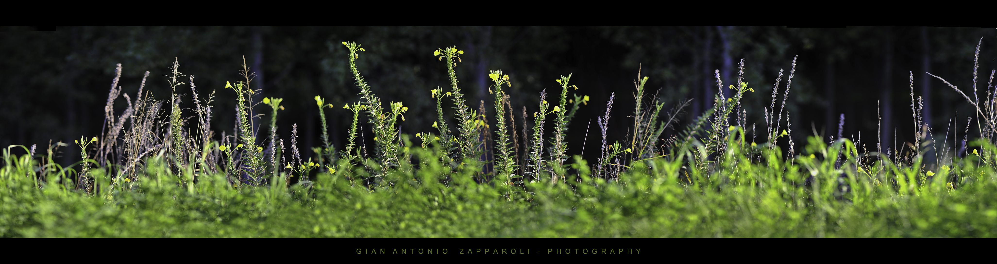 Bokehrama - wild plants
