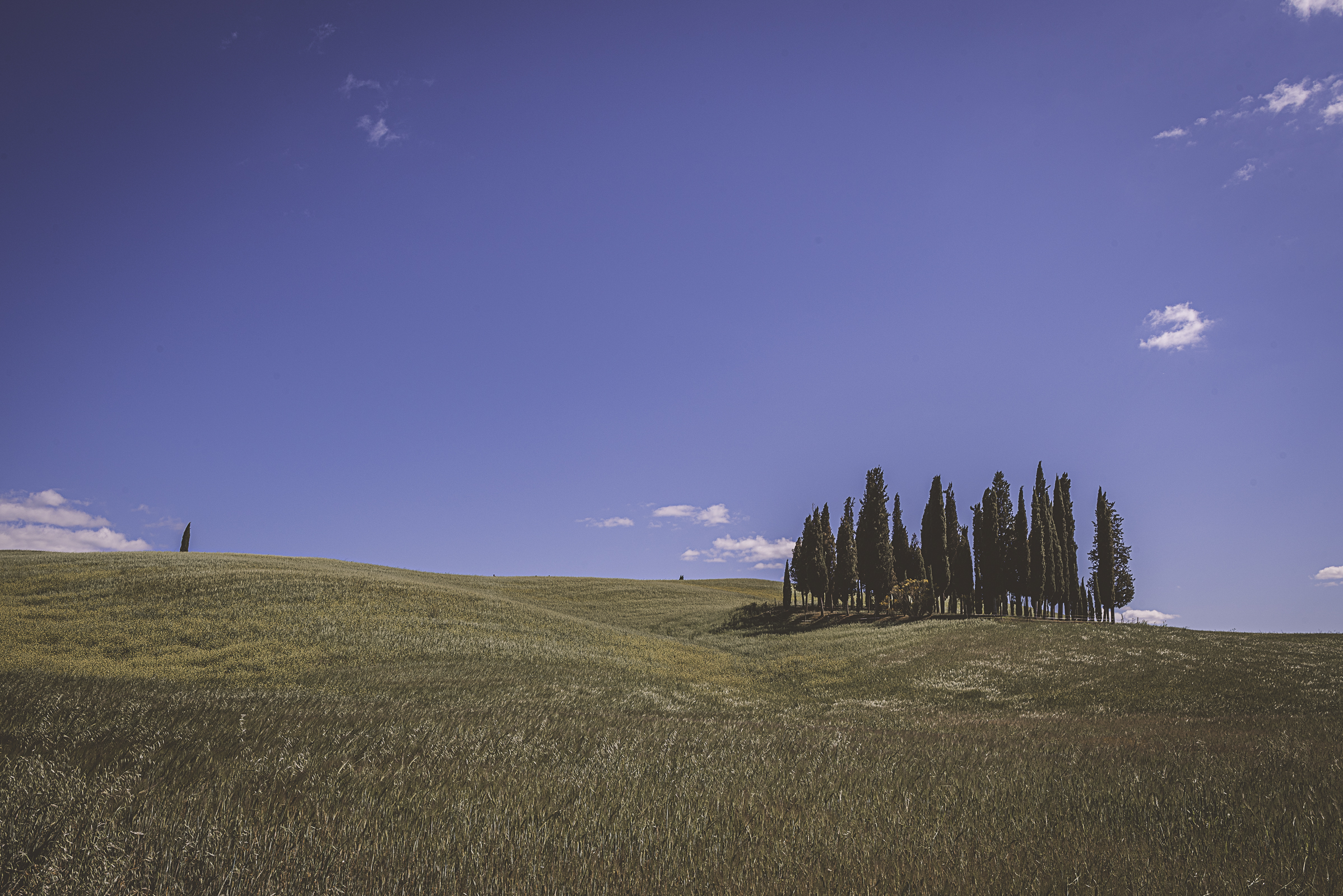 I cipressini della Val d'Orcia n.2