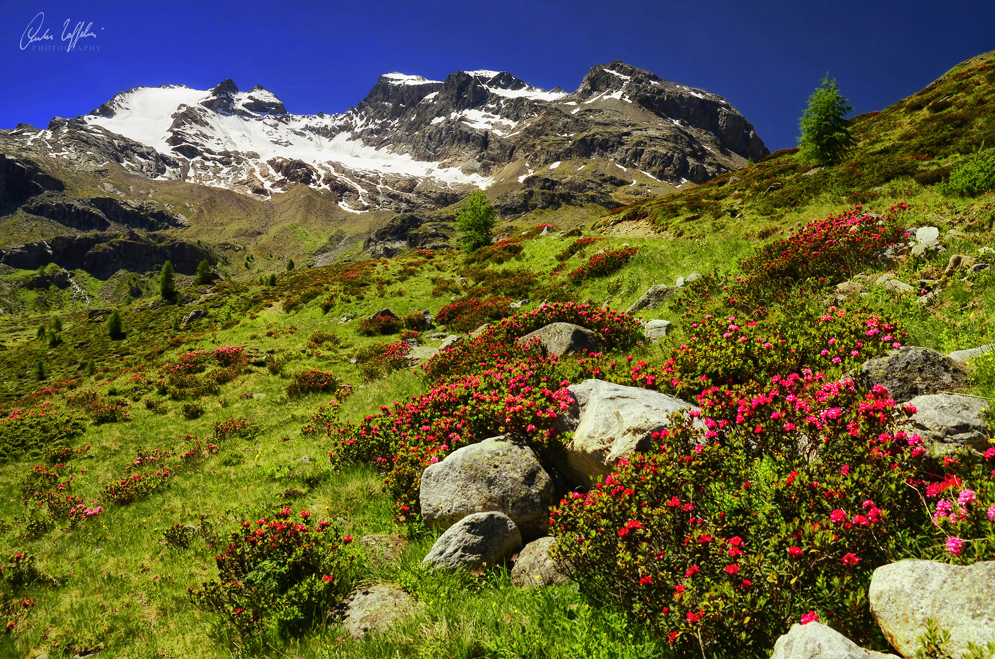 Rhododendro ferrugineim blooms