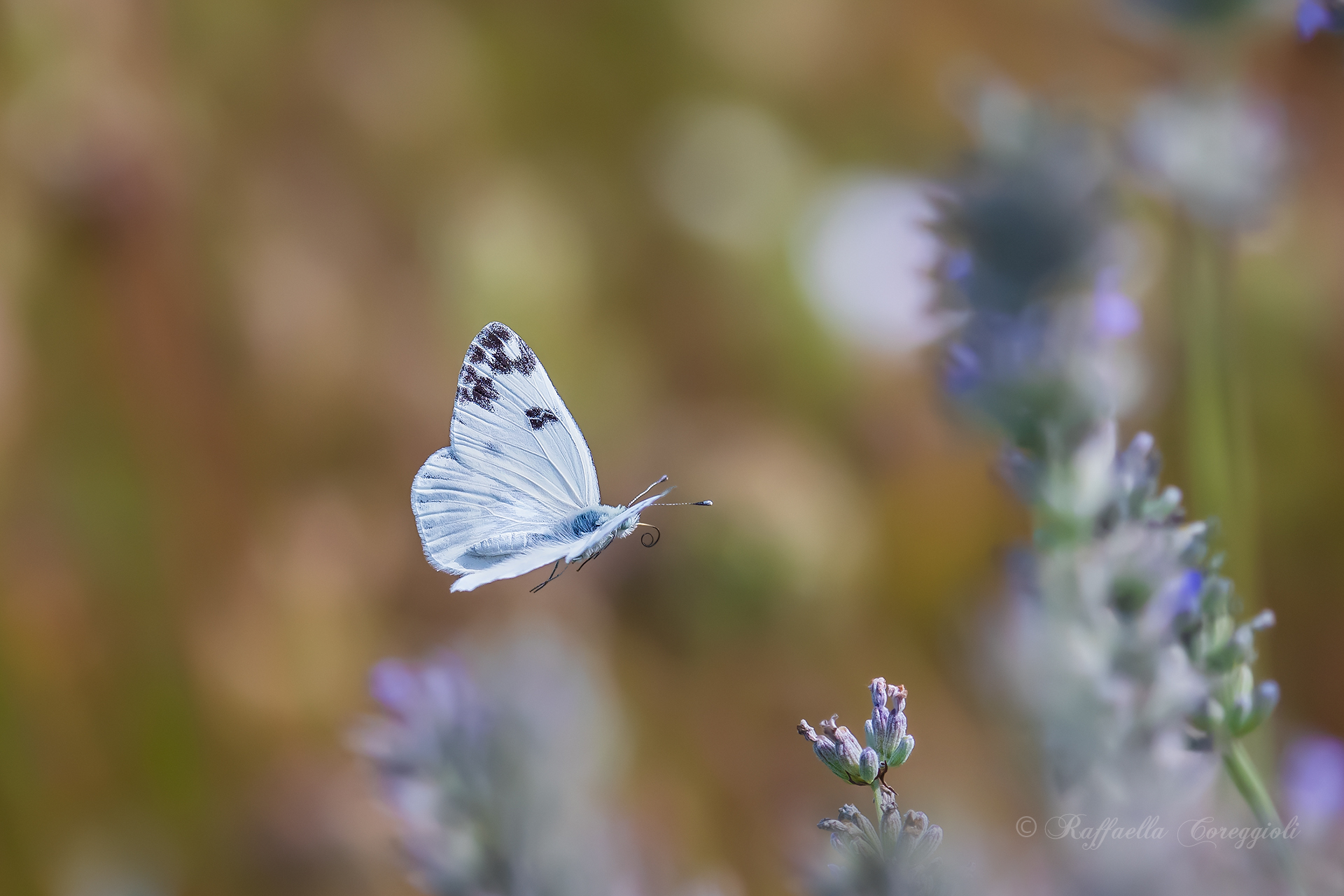 The Flight of the Pontia