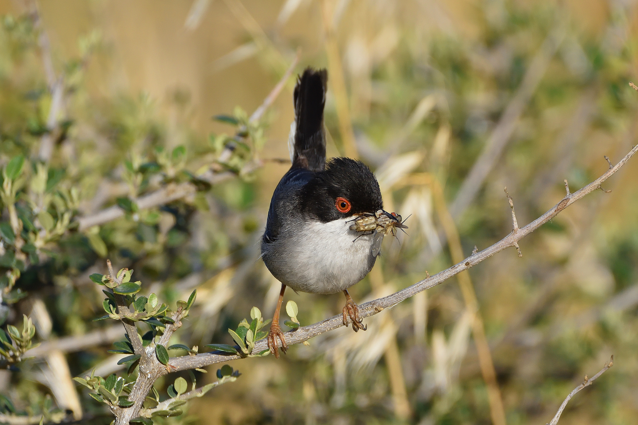 Occhiocotto con preda