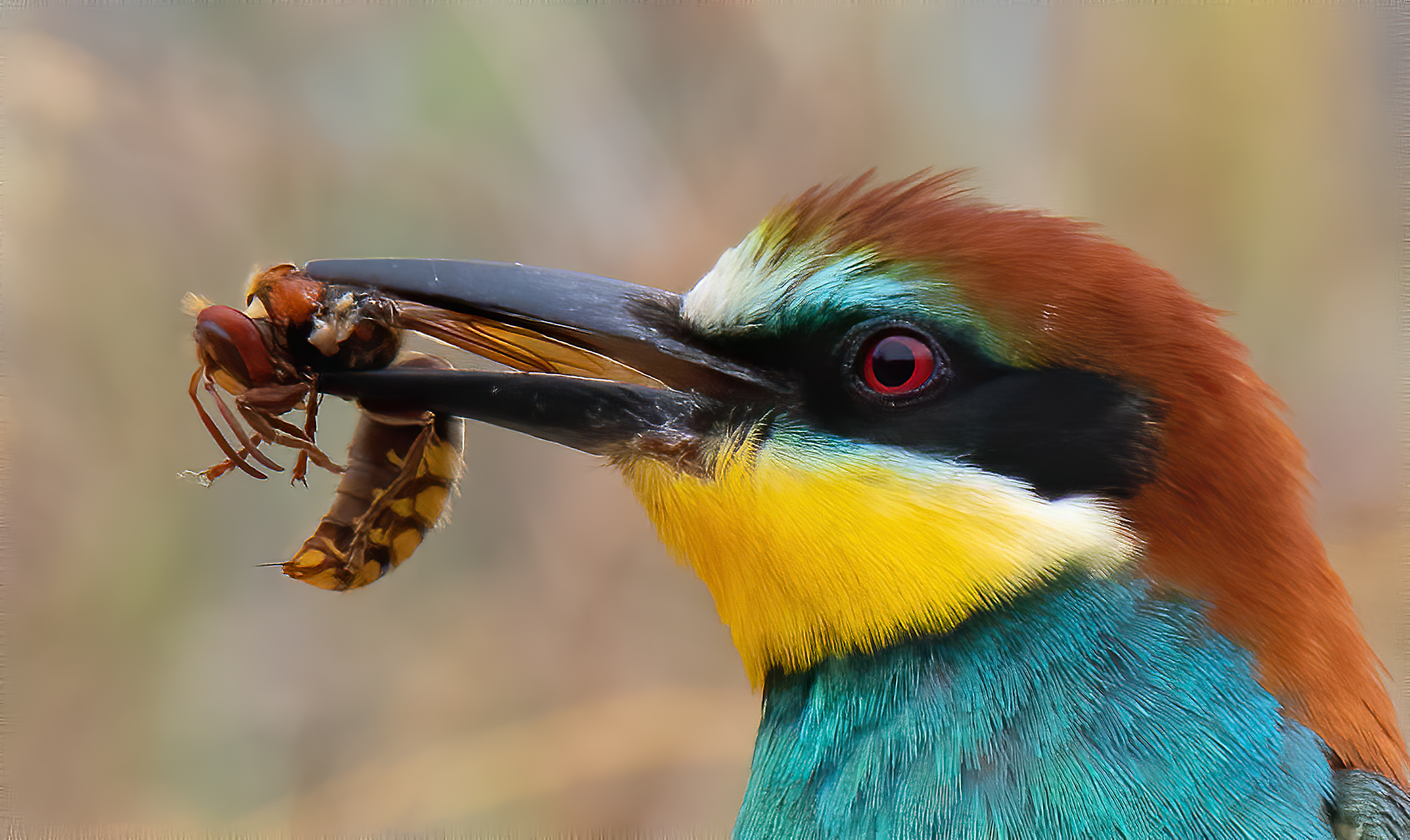 Gruccione con calabrone