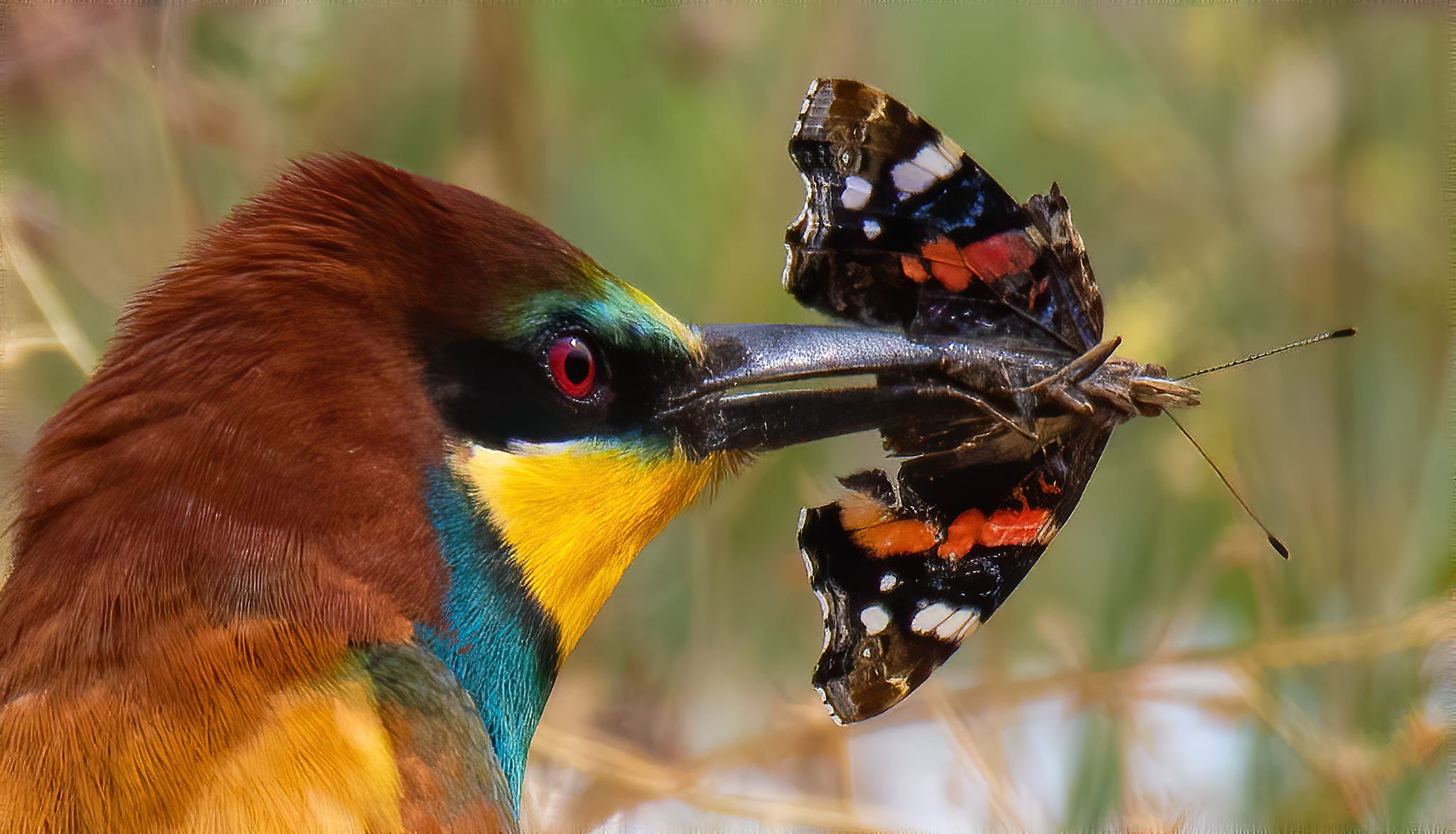 Gruccione con farfalla