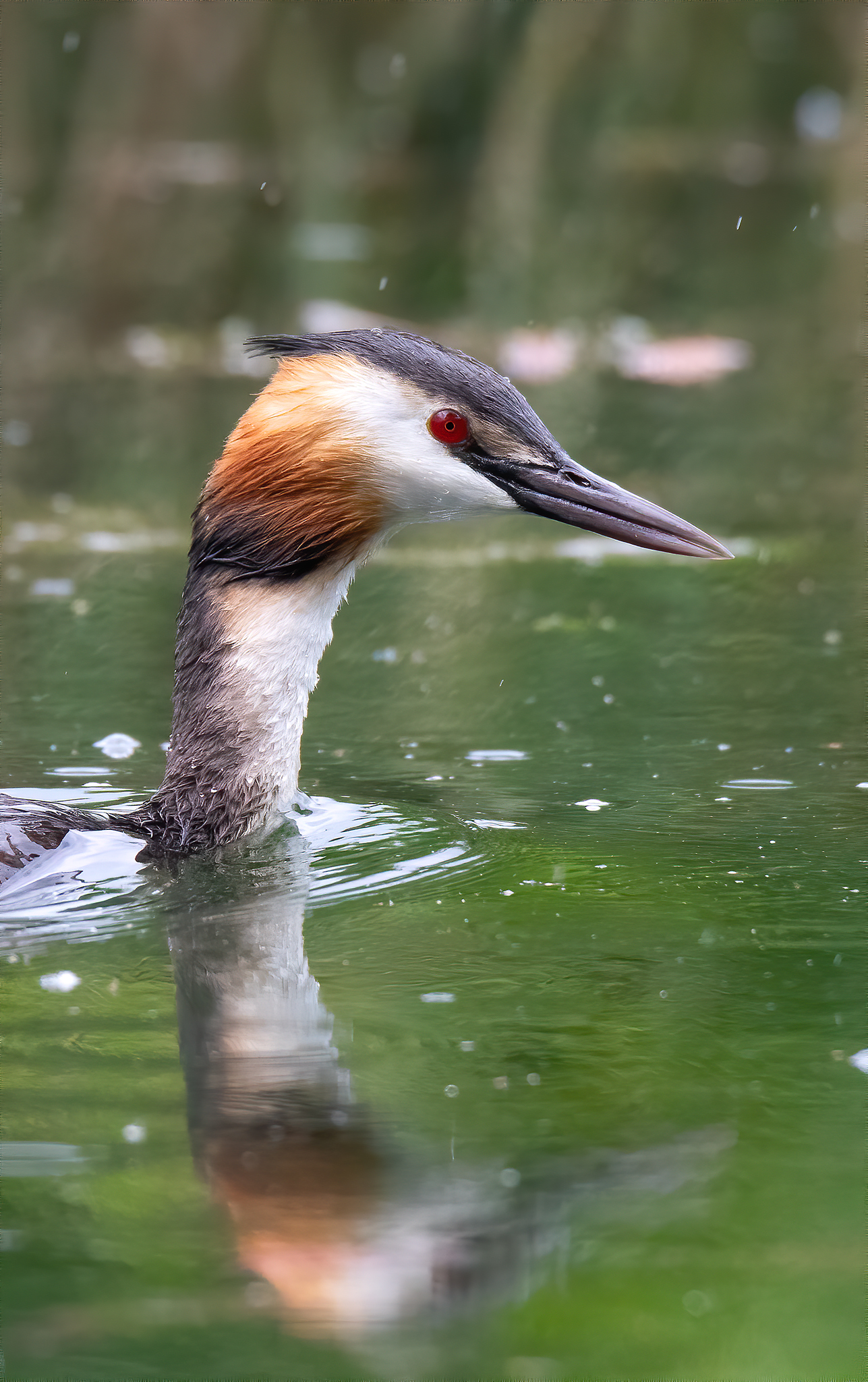 Svasso maggiore sotto la pioggia