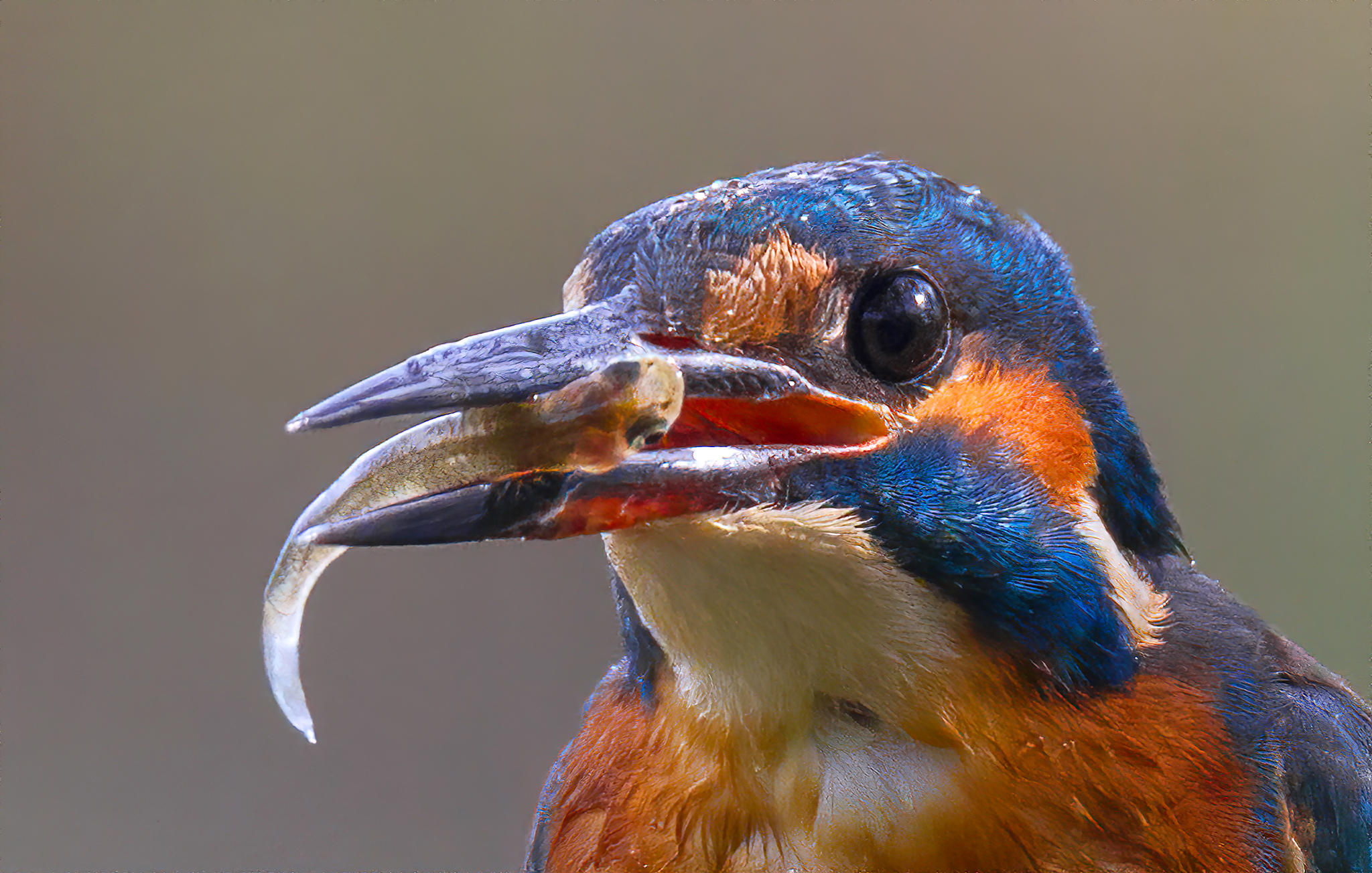 Martin pescatore con pesce