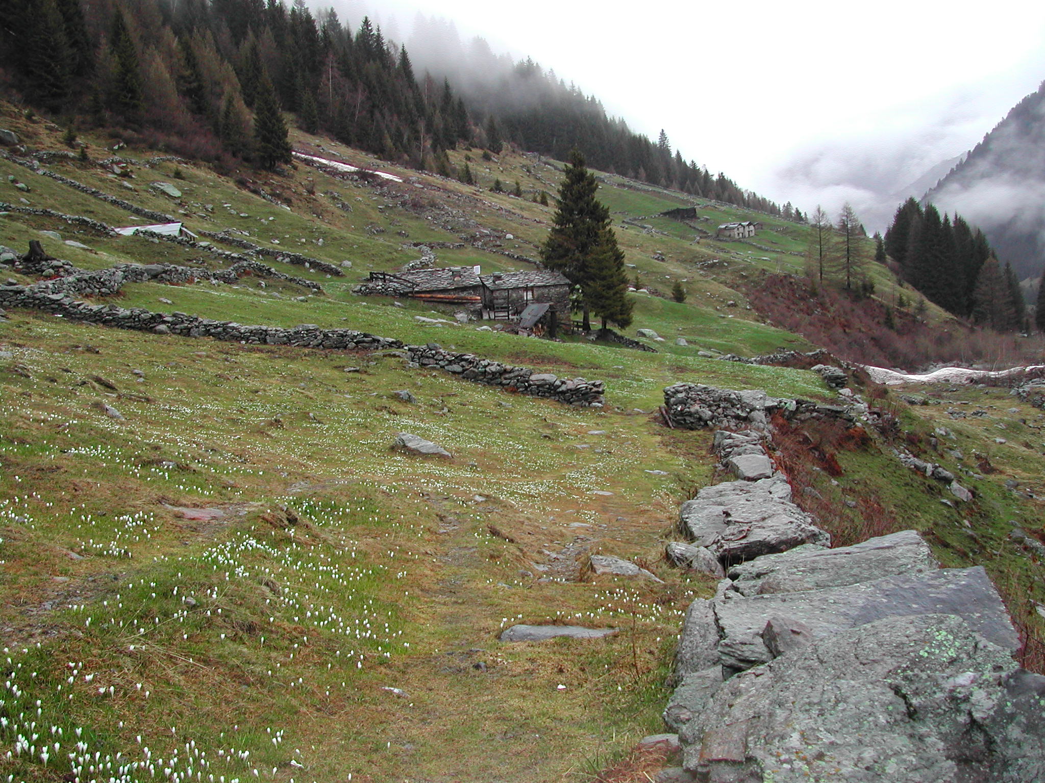 Val Budria, Tartano (so)