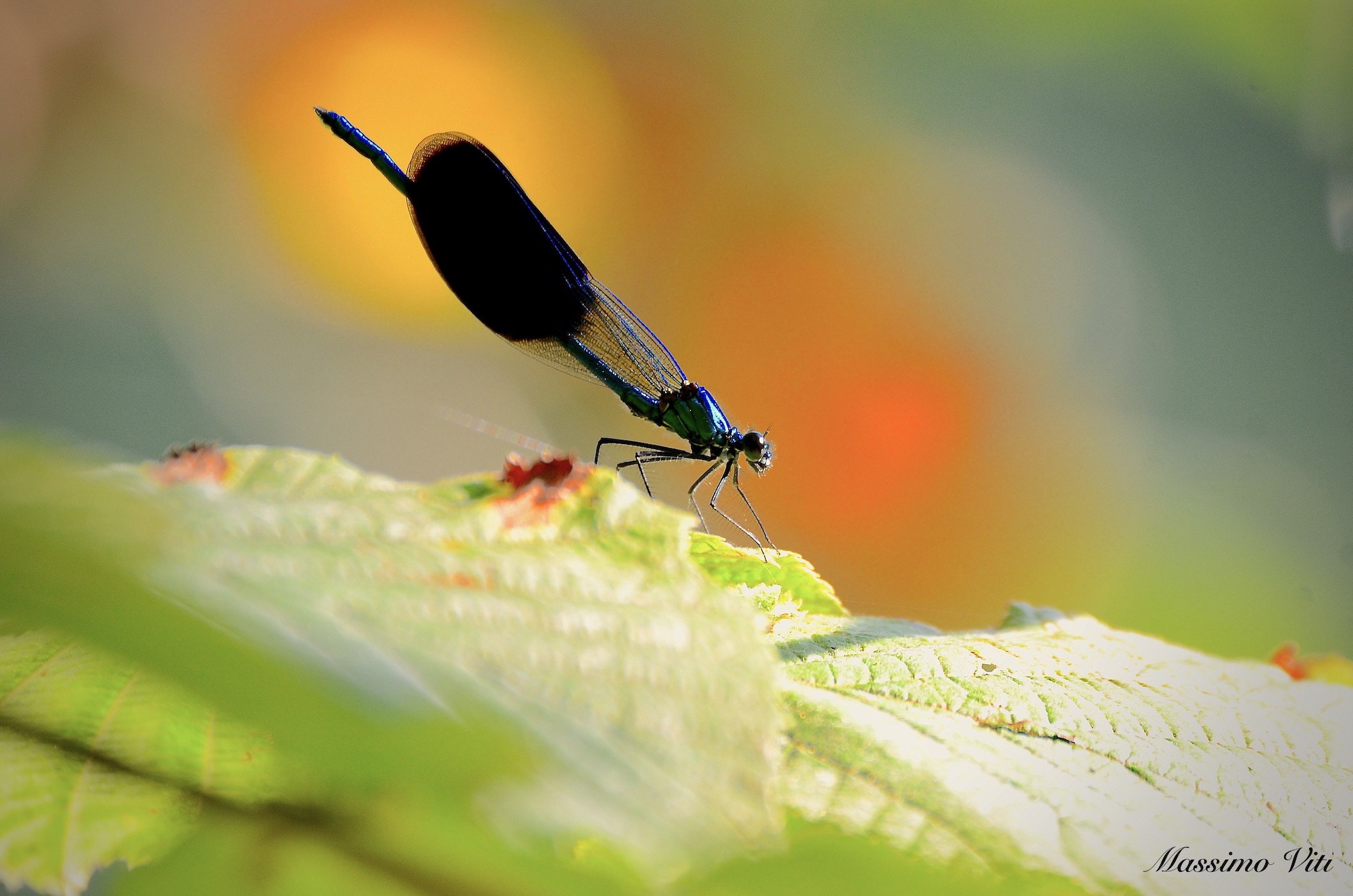 Calopterix splendens