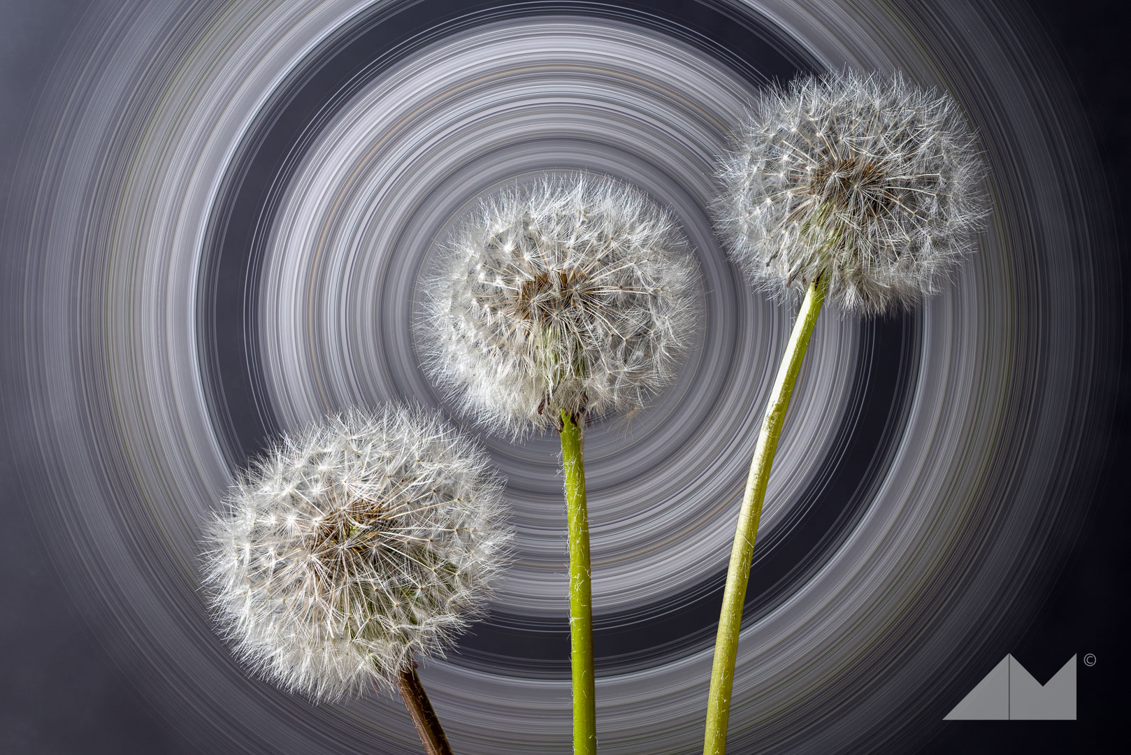 Dandelions spin