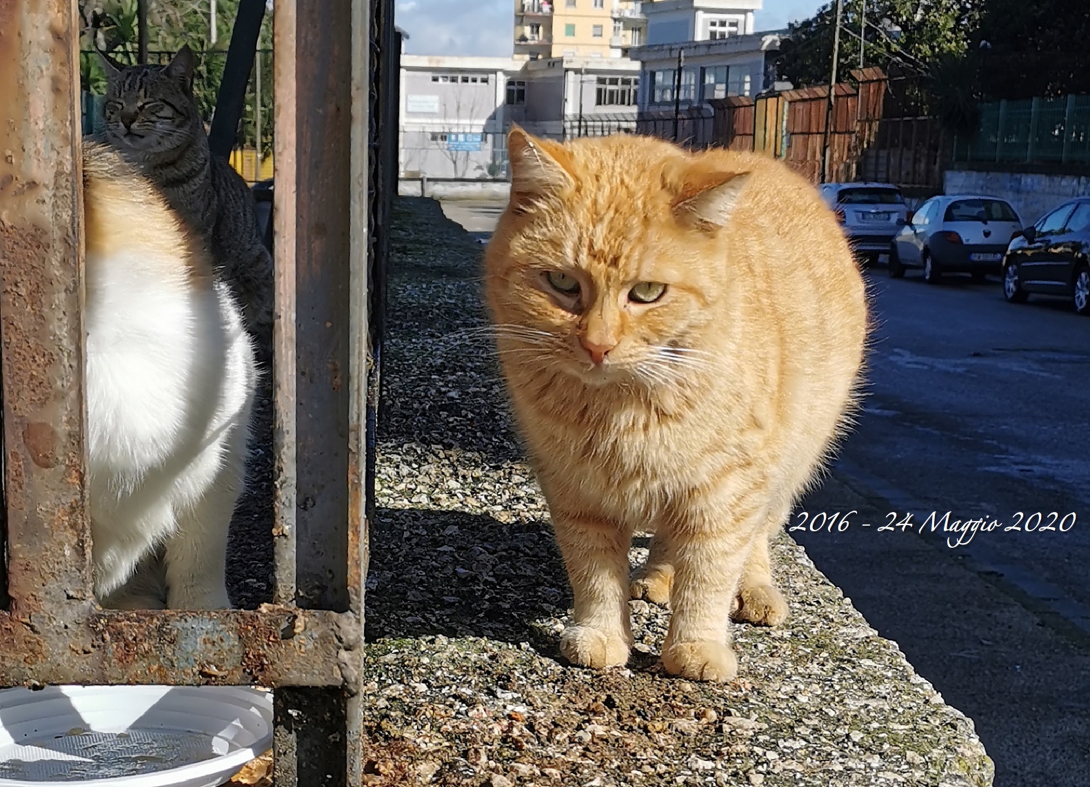 Riposa in Pace dolce Winnie - 2016/ 24 Maggio 2020