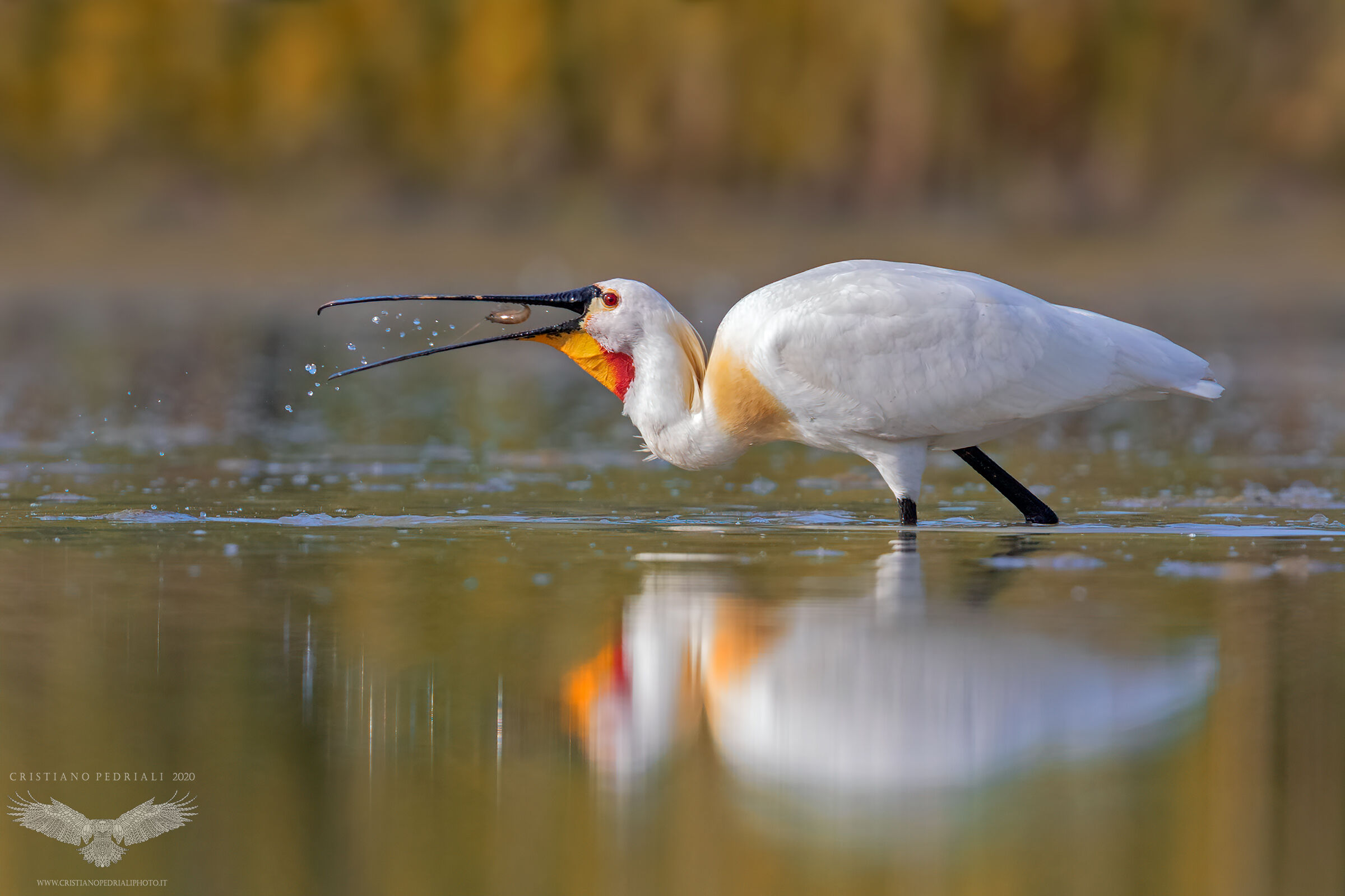 Spatola con gambero...