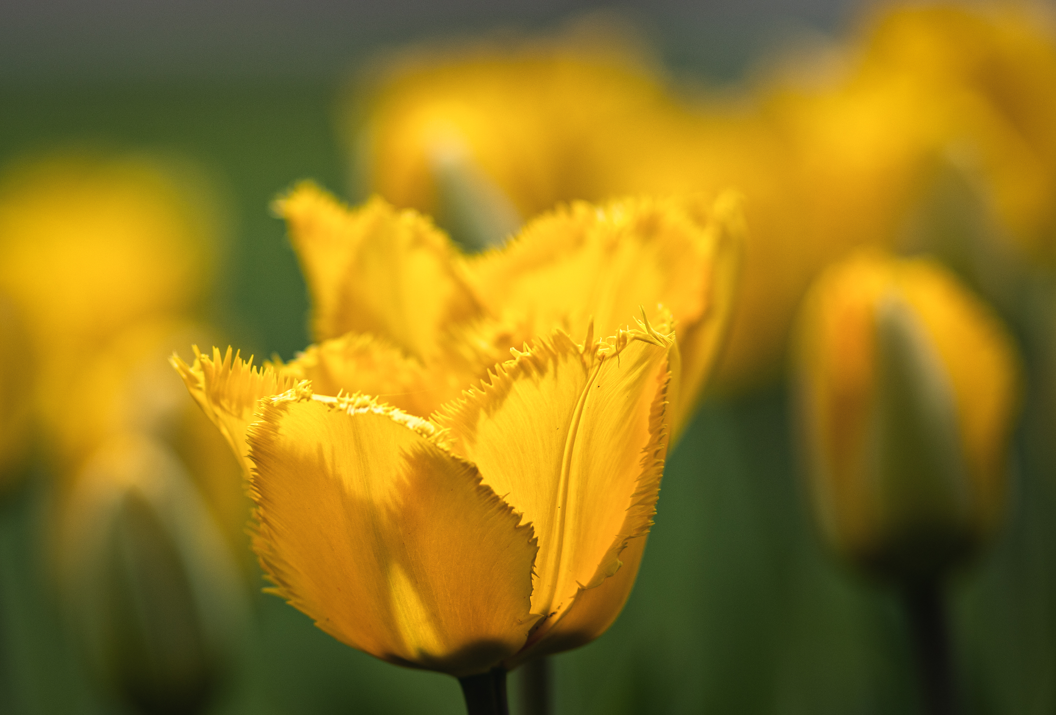 Campo dei tulipani gialli