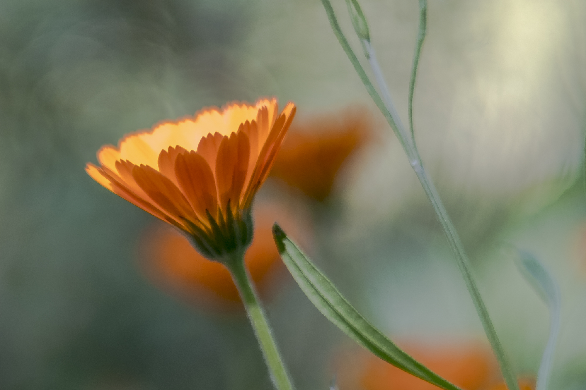 Calendula officinalis