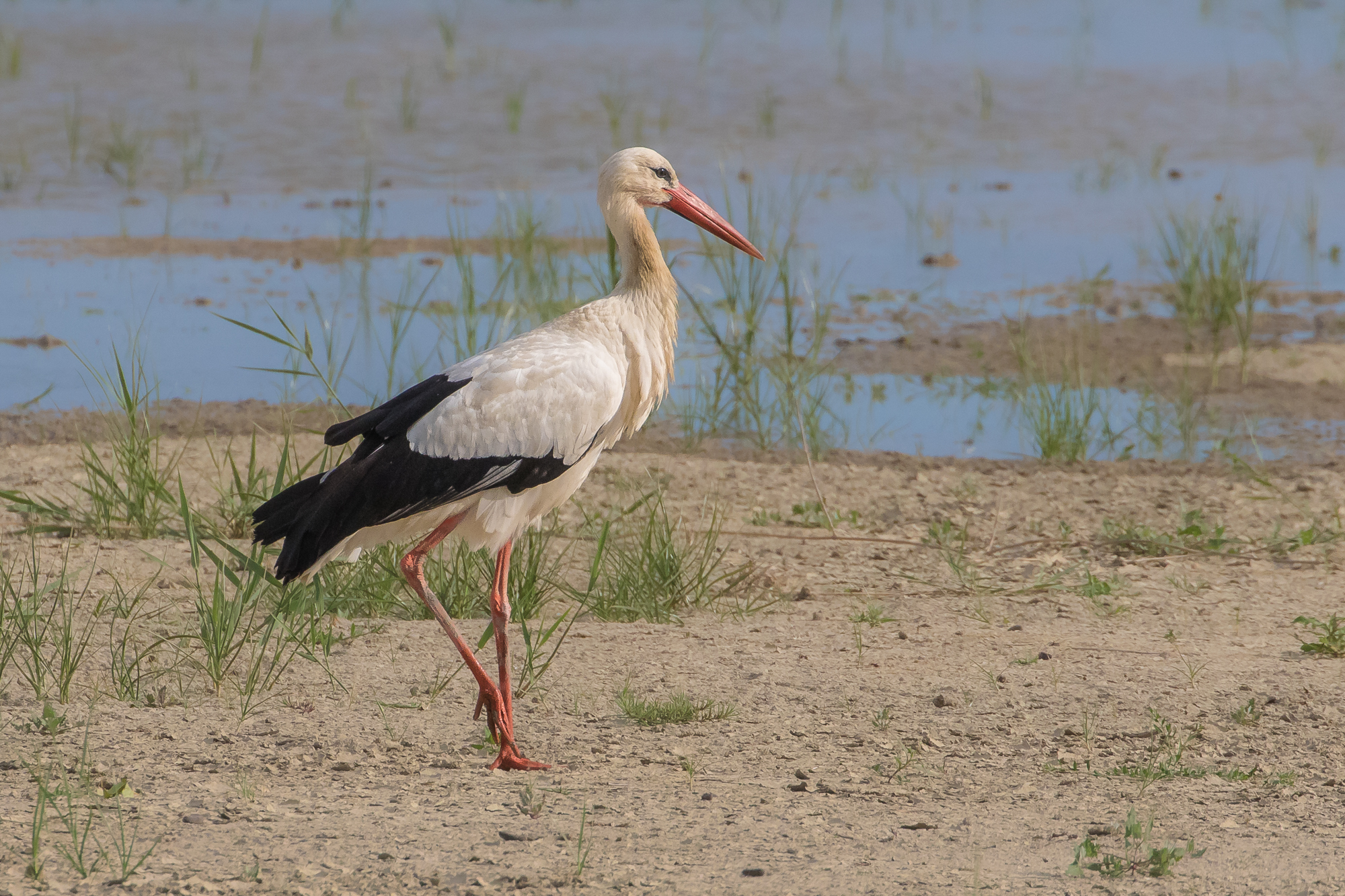 wild stork.