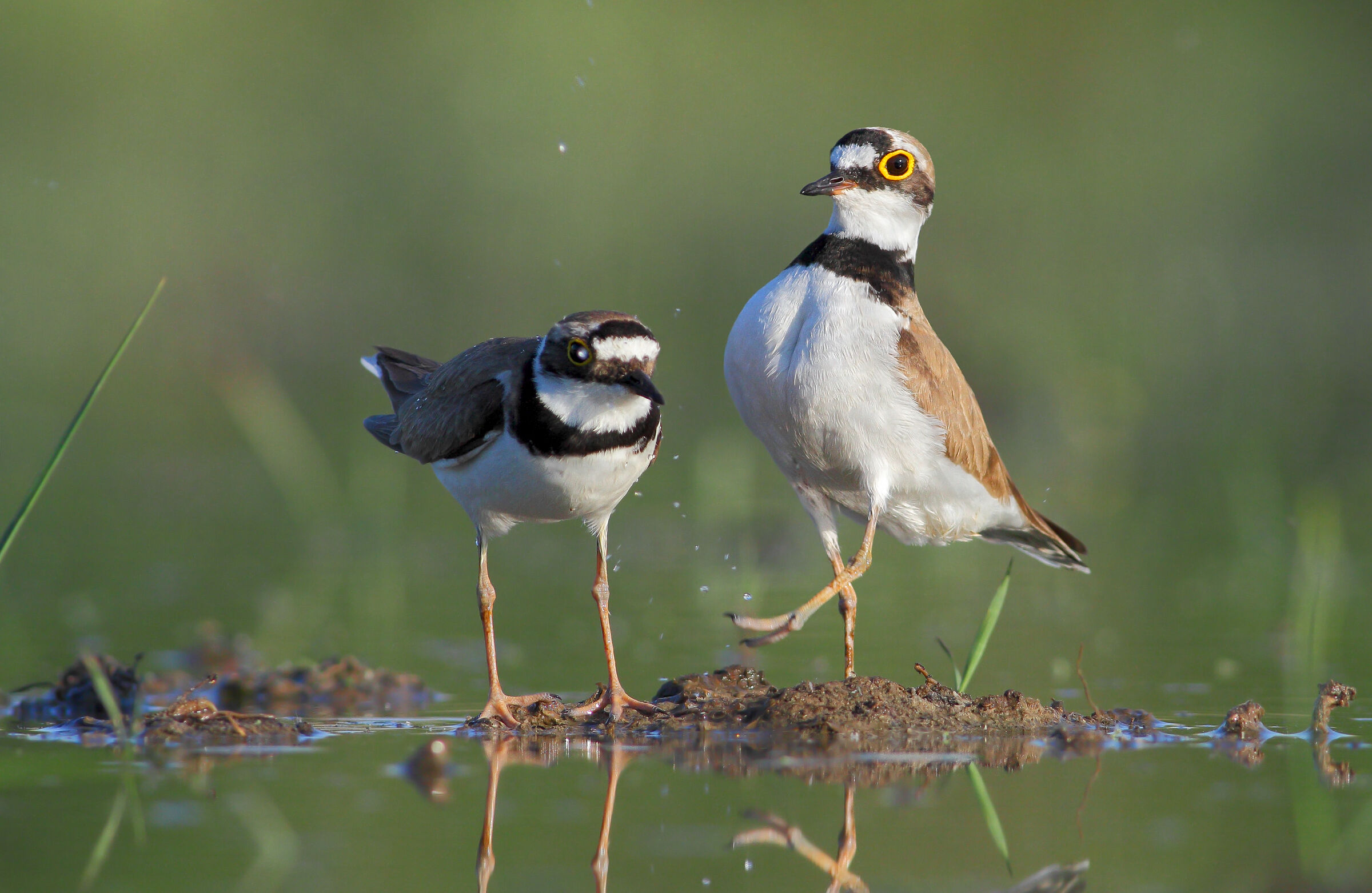 Preliminari accoppiamento