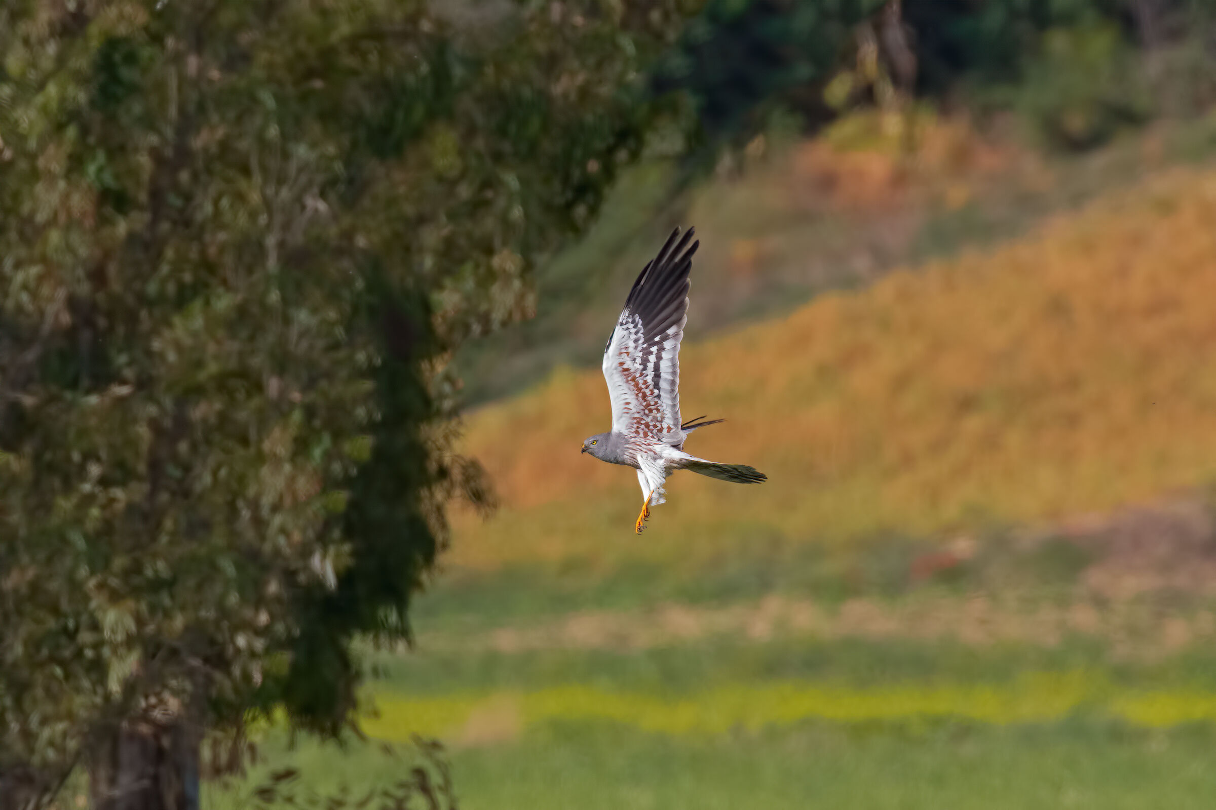 Albanella min. (Male)